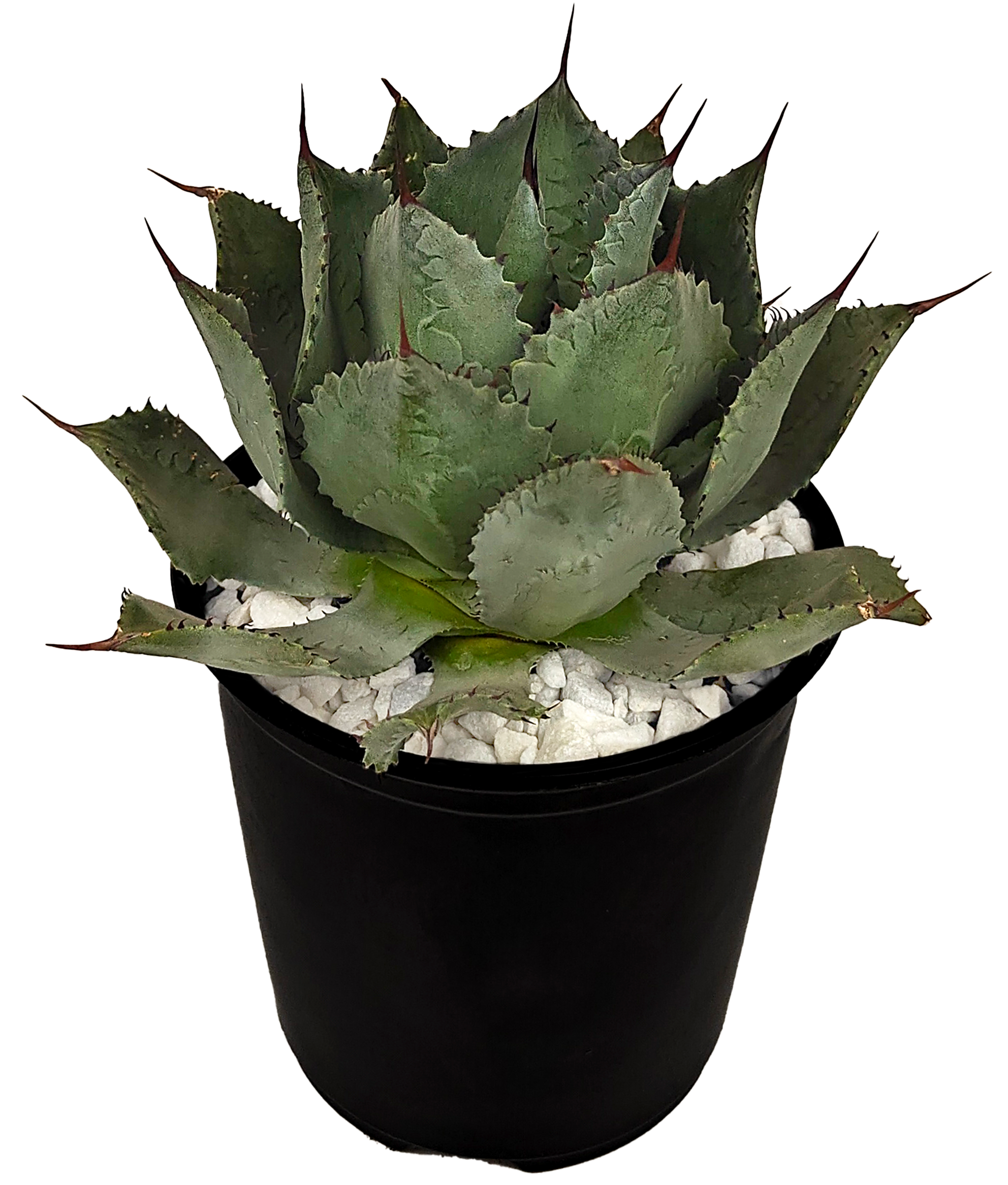 Agave potatorum - Butterfly Agave – Happy Valley Plants