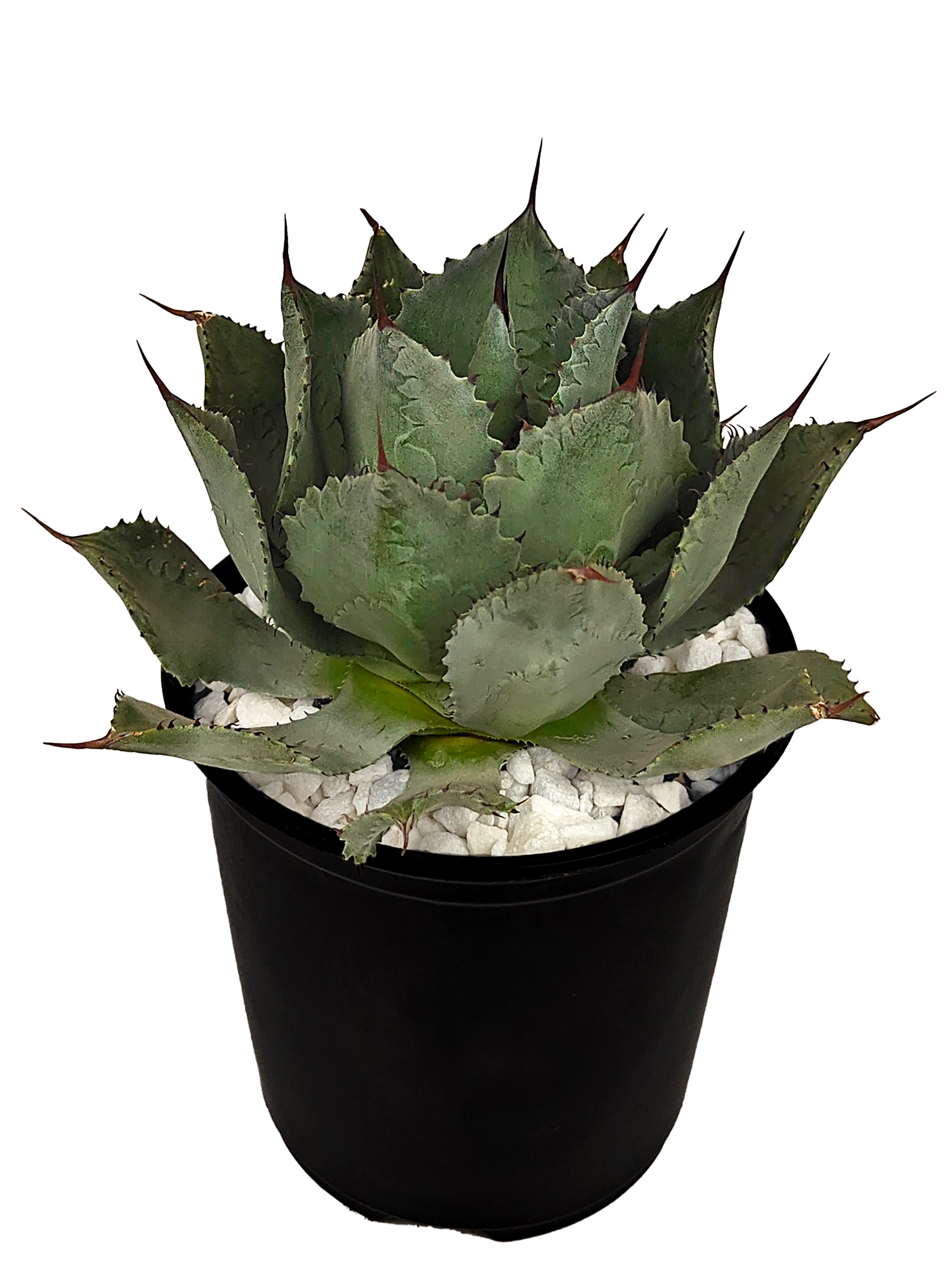 Agave potatorum✖️macroacantha【hybrid】230 Agave potatorum✖️macroacantha【hybrid】230 Macroacantha X