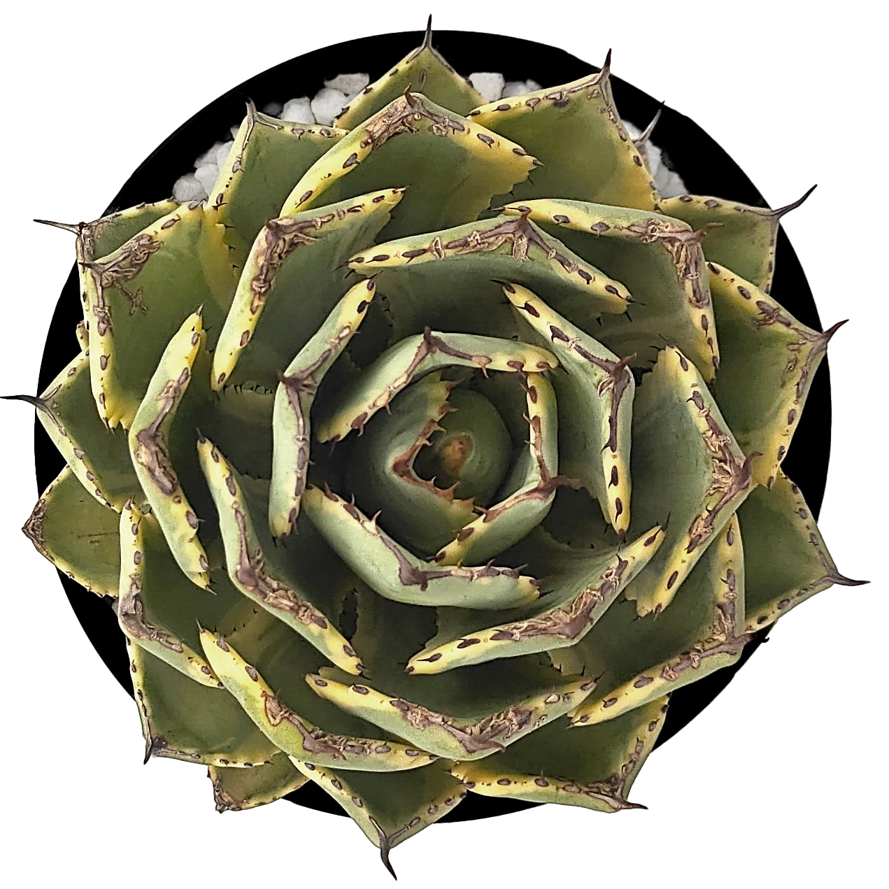 Agave x 'Kissho Kan'
