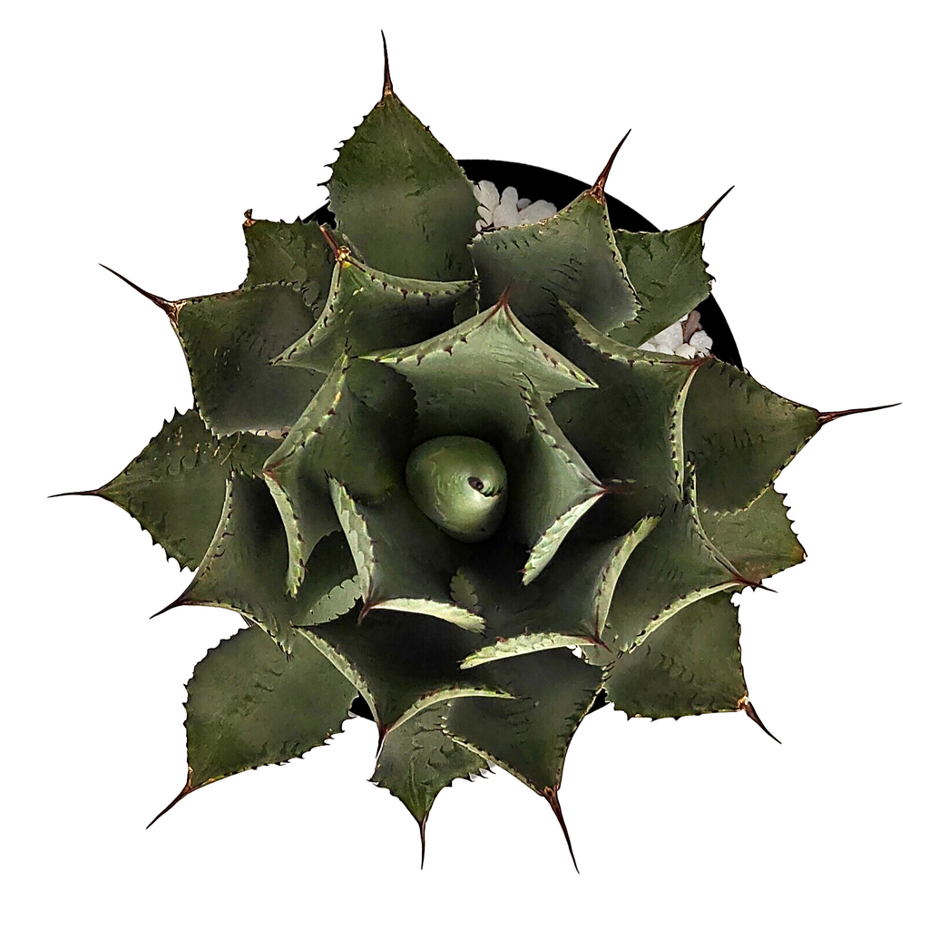 Top-down view of Agave potatorum, also known as Butterfly Agave, showcasing its broad gray leaves forming an open rosette. The plant grows 1.5-2 feet tall and 2-3 feet wide, with 10 to 18-inch long reflexed leaves with brown spines and a 1-inch long wavy terminal spine. The plant blooms after about 10 years, producing a flower spike that rises 10 to 20 feet, with light green flowers tipped with red.