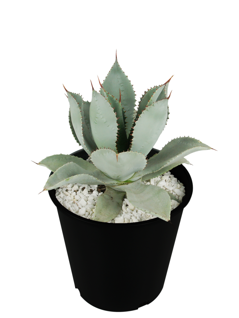 Full, high-angle view of Agave pygmae (Dragon Toes Agave), a small rosette-shaped plant with blue-green leaves adorned with distinct red speckled imprints. This hardy dwarf agave thrives in full sun, grows to 1-2 feet high and wide, and is deer-resistant. It is ideal for container gardening and attracts birds and butterflies when blooming. Hardy in USDA zones 9-11 and ships bare root.