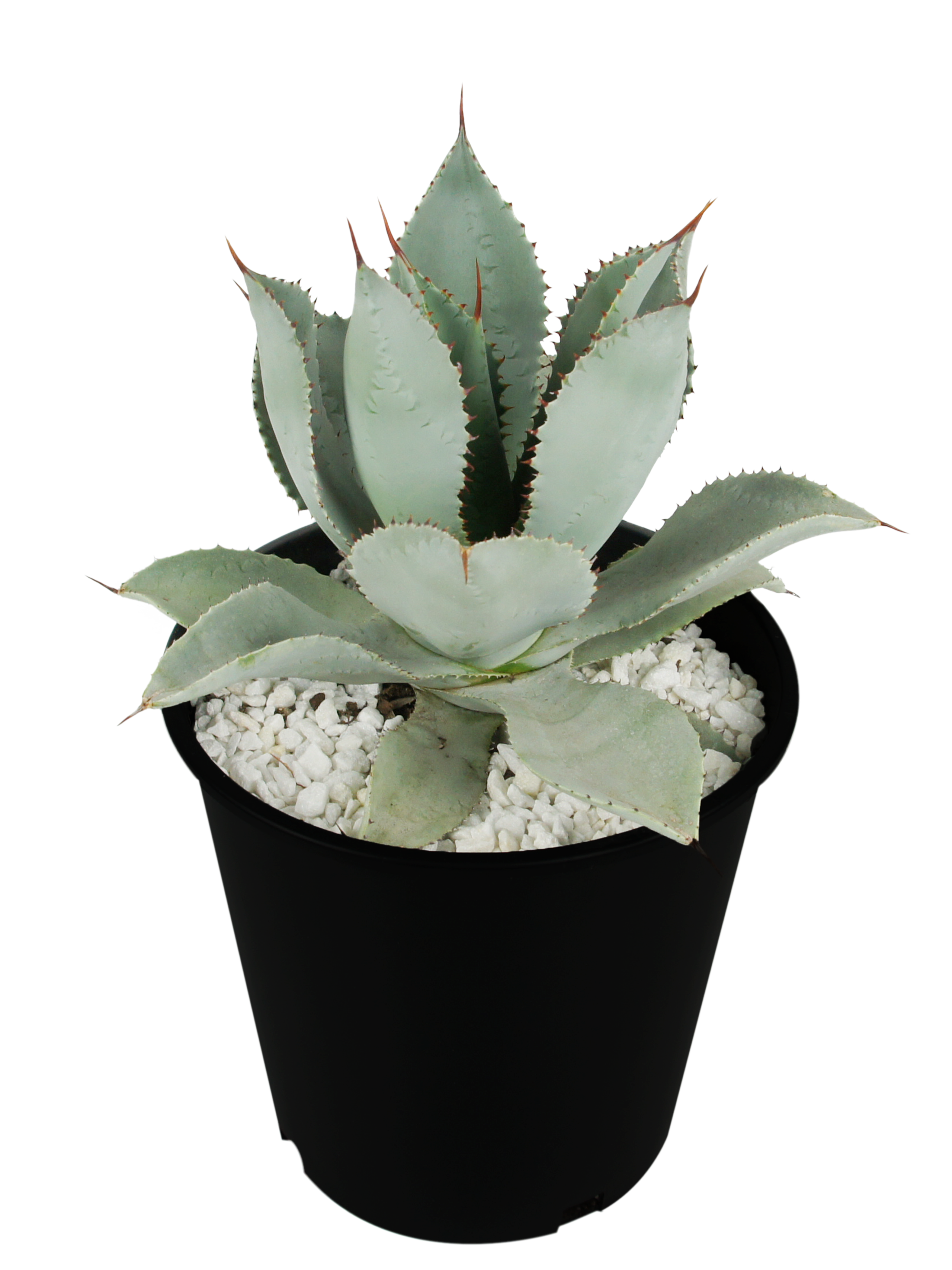 送料無料 ① Agave pygmaea ”Dragon Toes” アガベ ドラゴントゥース 第四種便 抜き苗 Flora Grubb\u0027s Guides: Agave pygmaea \u0027Dragon Toes\u0027