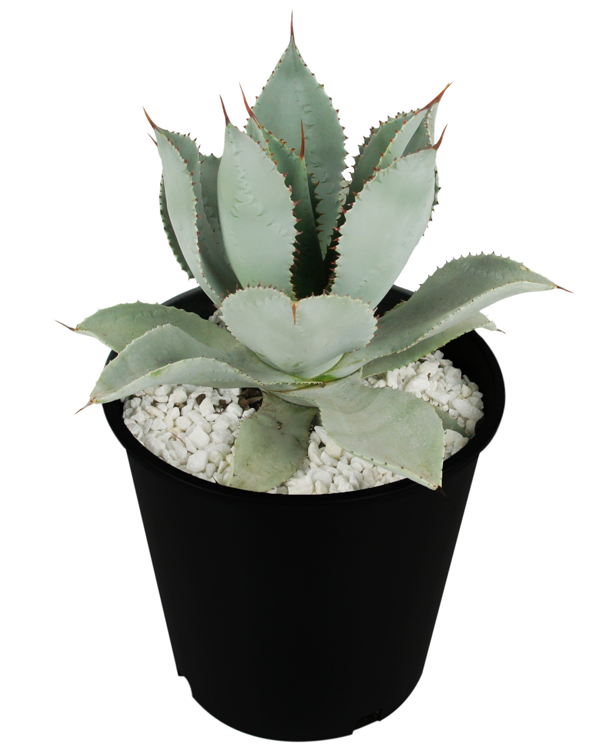 Agave pygmae 'Dragon Toes' – Happy Valley Plants