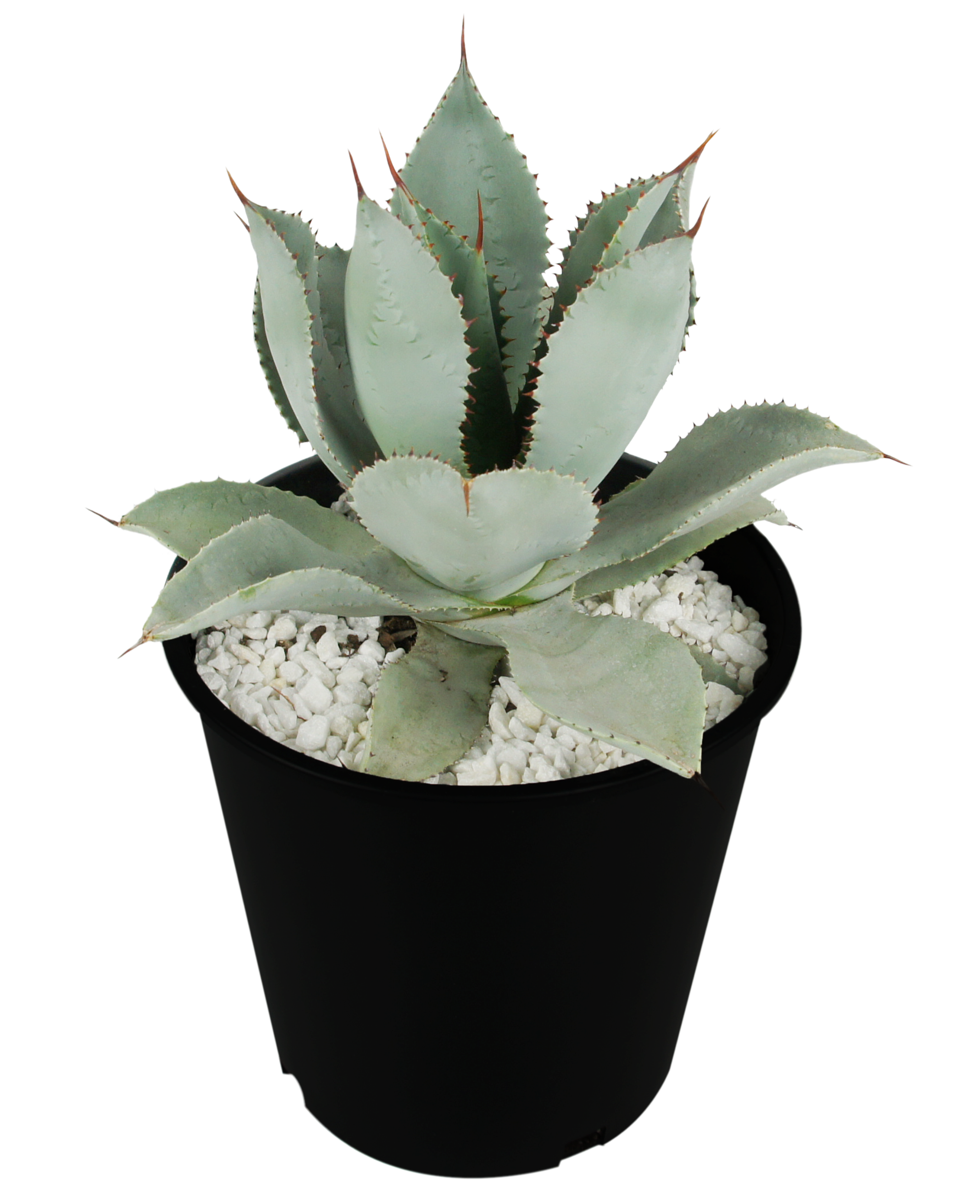 Agave pygmae 'Dragon Toes' – Happy Valley Plants