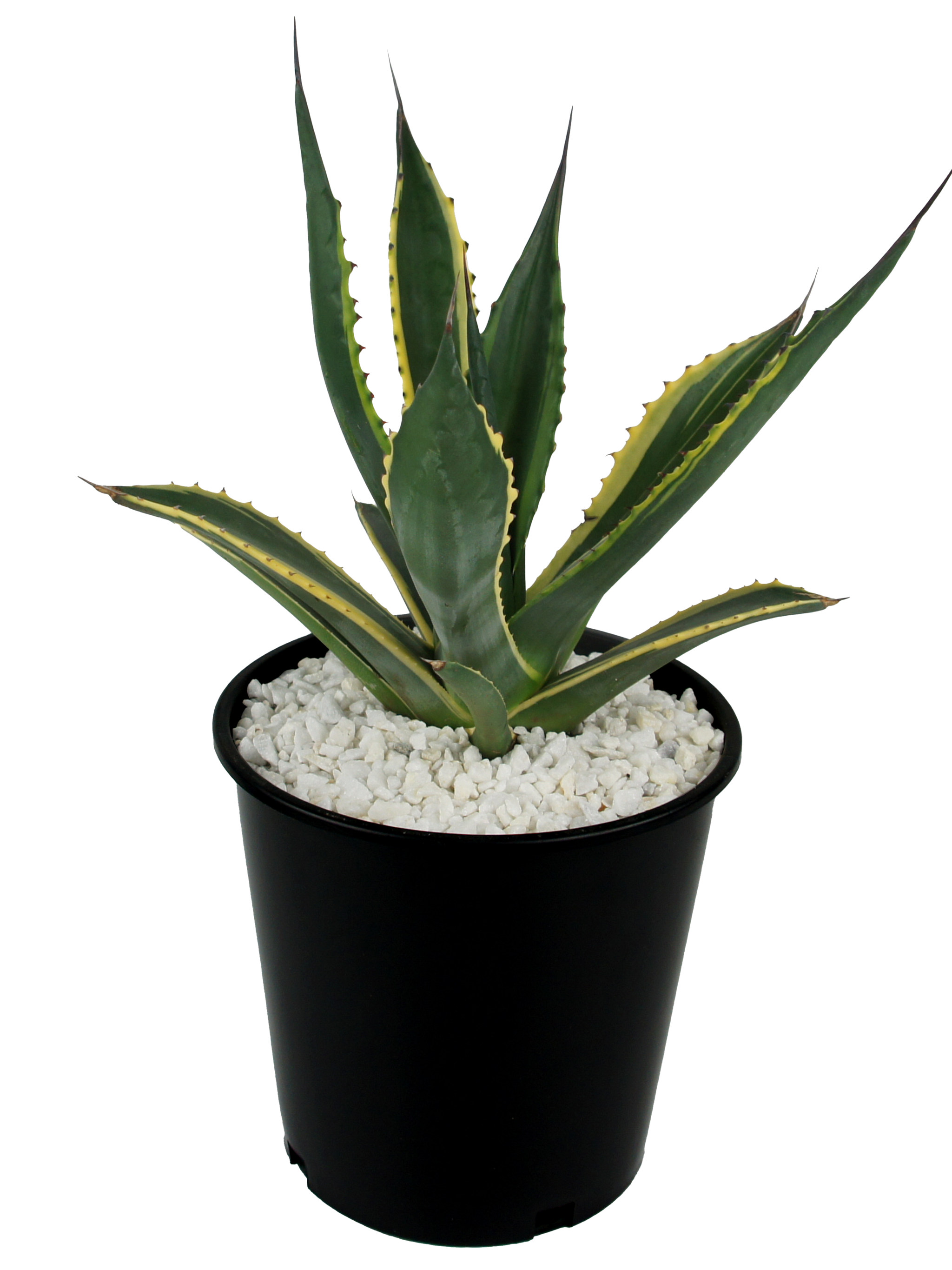 Agave salmiana variegated – Happy Valley Plants Agave salmiana variegated – Happy Valley Plants
