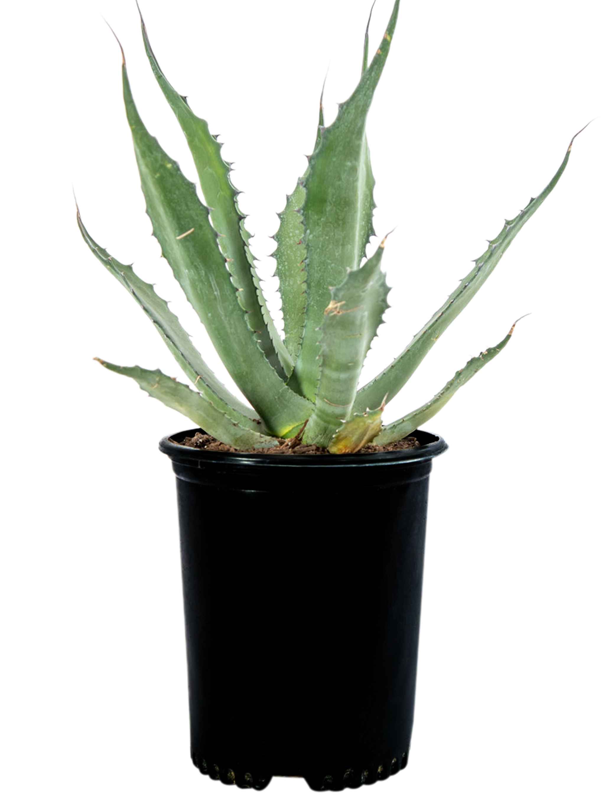 Agave salmiana 'Green Giant' – Happy Valley Plants Agave salmiana 'Green Giant' – Happy Valley Plants
