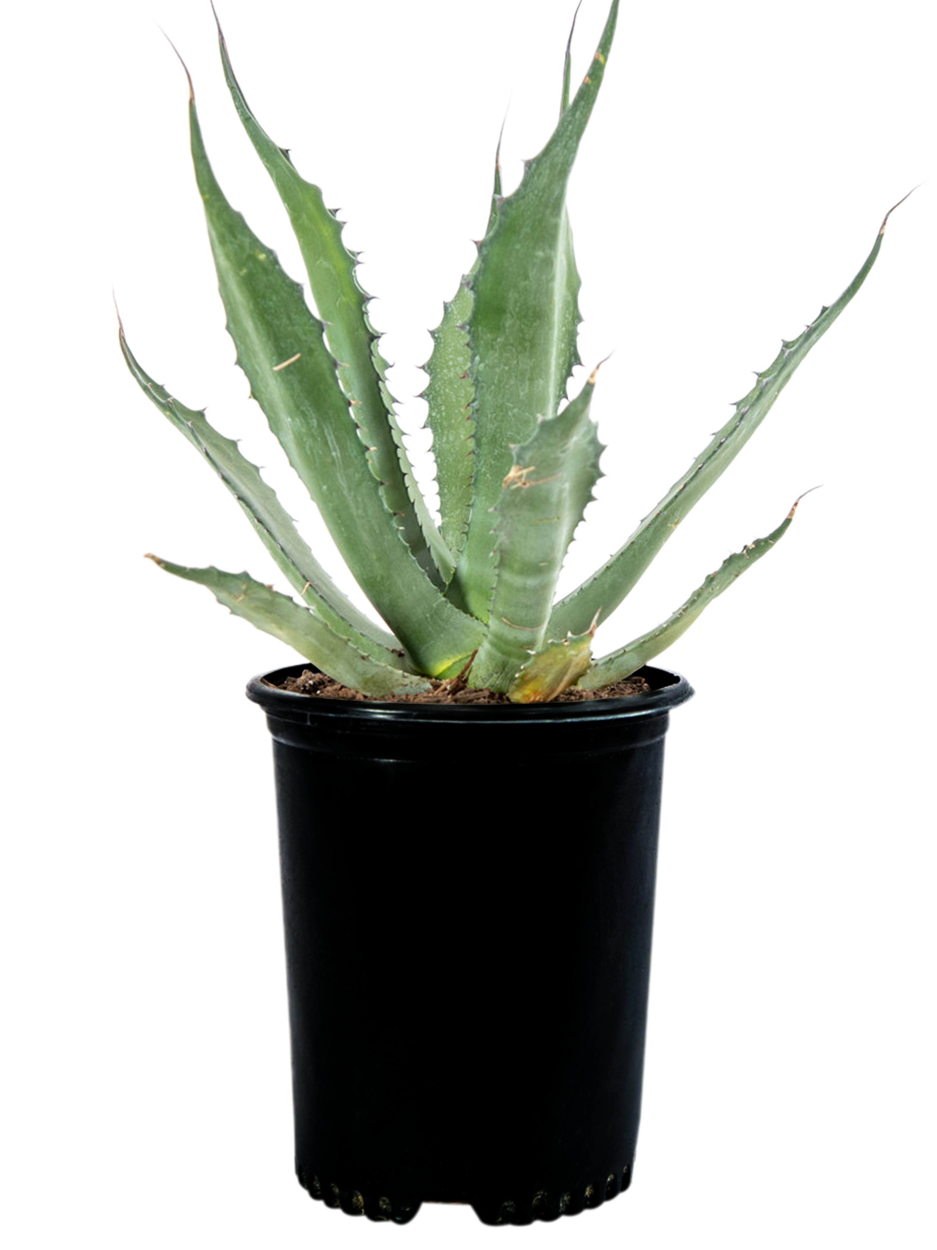 Agave salmiana var. ferox 'Variegata' - World of Succulents Agave salmiana var. ferox 'Variegata' - World of Succulents