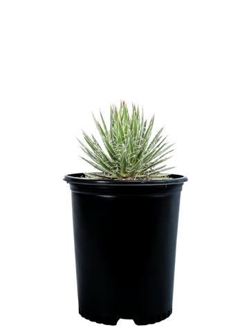 Full, high-angle view of Agave schidigera 'Durango Delight', showcasing its compact, ball-shaped rosette of dark green, strap-like leaves with a crisscross bud imprint pattern. The leaves have white coloration and shaggy, torn margins that give it a fuzzy appearance. This heat-tolerant, low-maintenance agave is perfect for both mass plantings and container gardens.