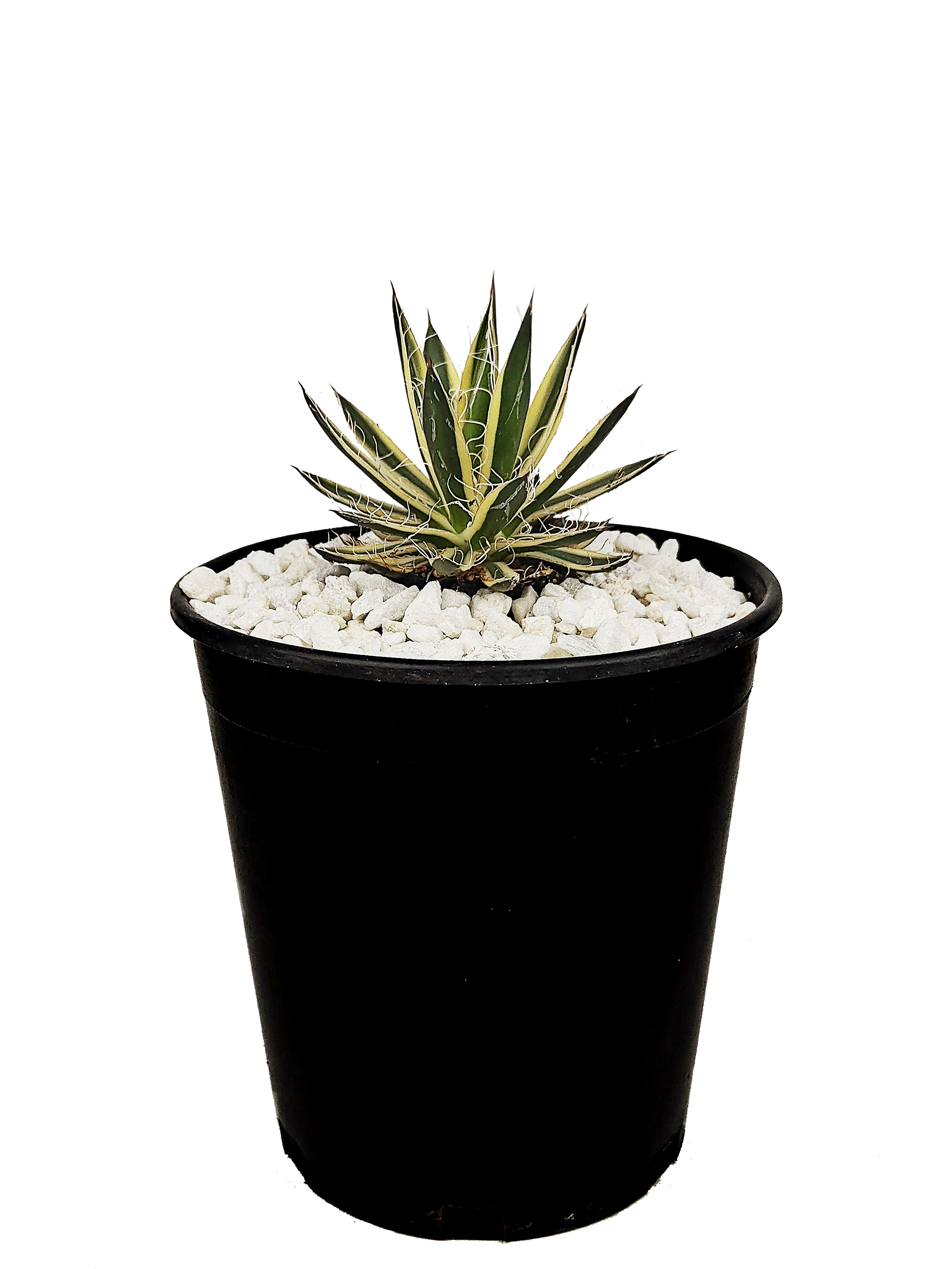 Agave schidigera 'Royal Flush' 17 Agave schidigera 'Royal Flush' 17