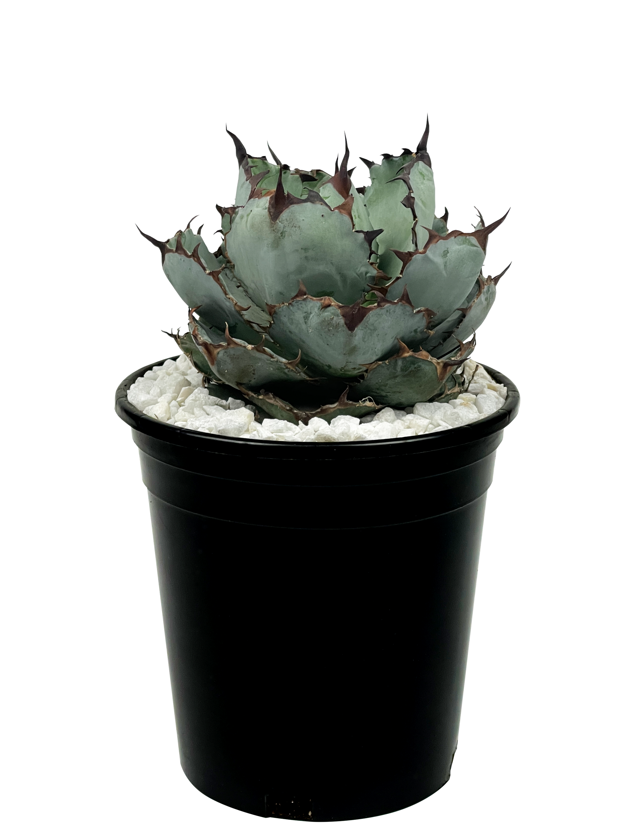 Agave titanota 'Black and Blue' – Happy Valley Plants Agave titanota 'Black and Blue' – Happy Valley Plants