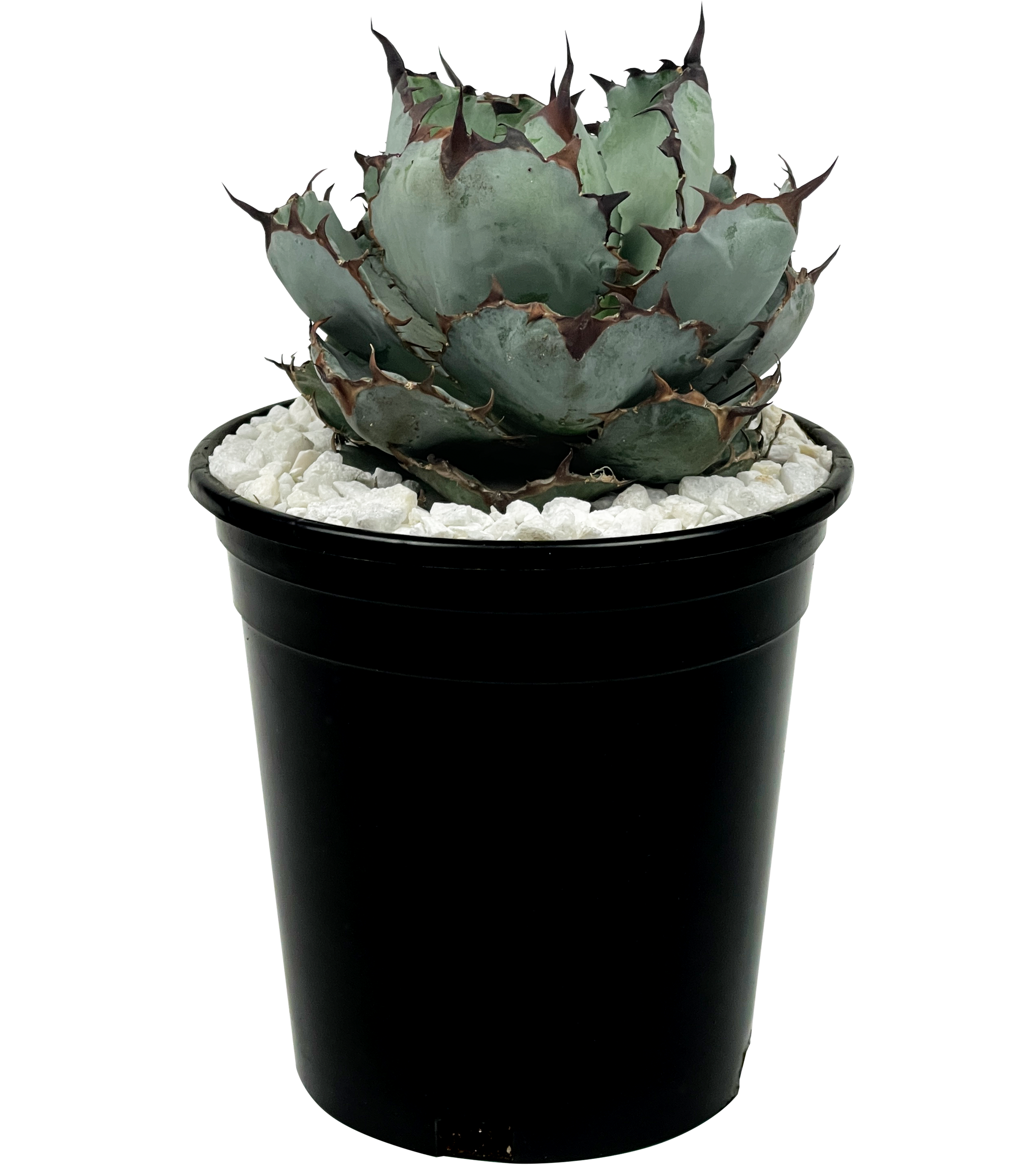 Agavetitanota_BlackandBlue_Ful Agavetitanota_BlackandBlue_Ful