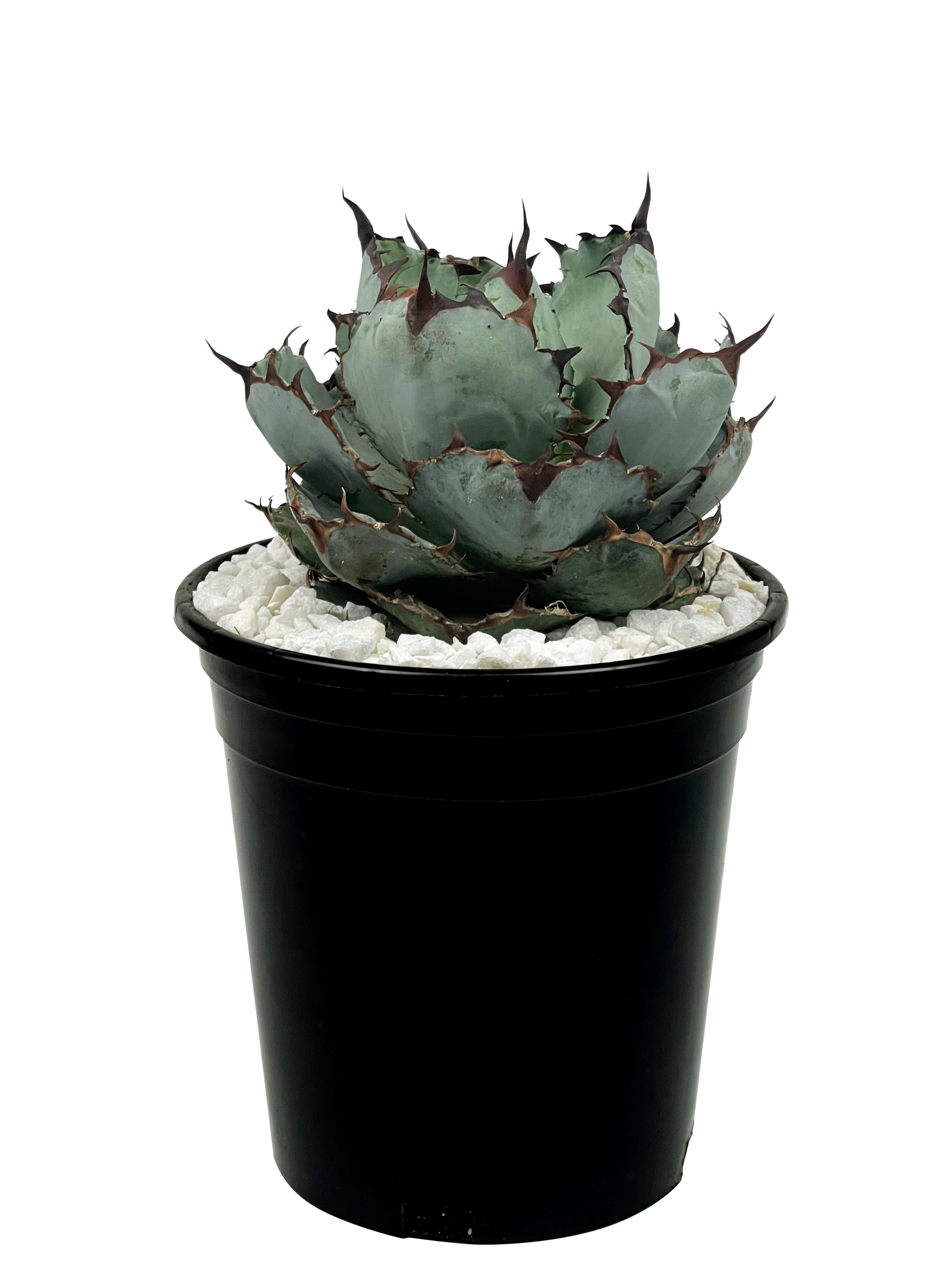 Agave titanota 'Black and Blue' – Happy Valley Plants Agave titanota 'Black and Blue' – Happy Valley Plants