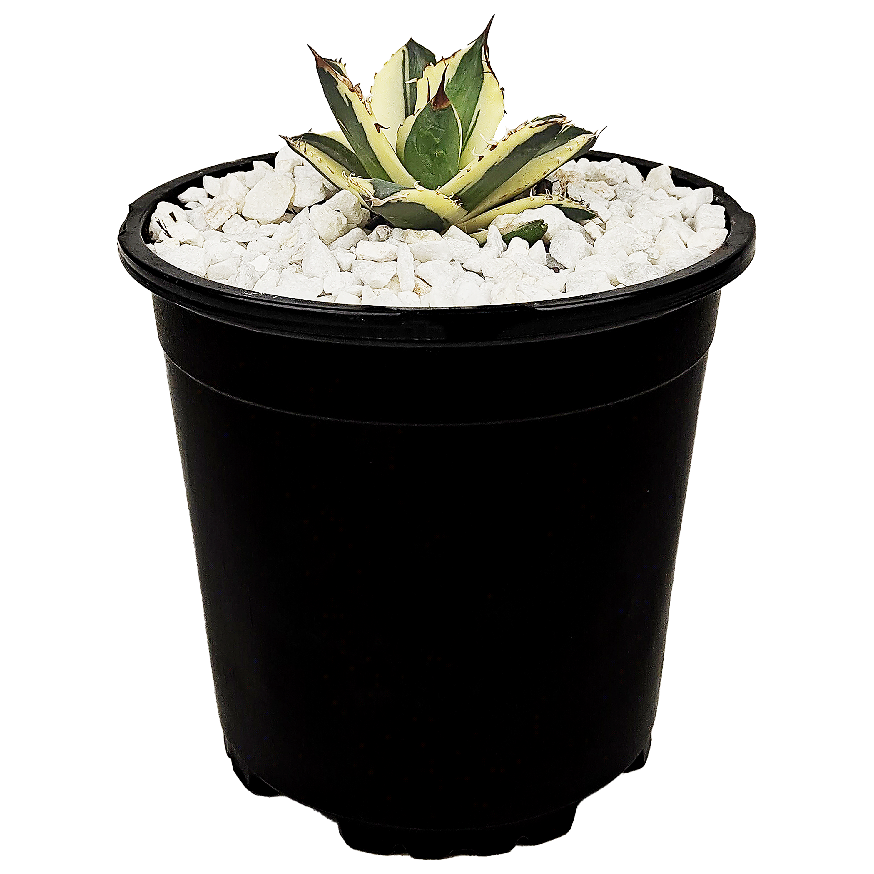 Agave titanota 'Snaggle Tooth' – Happy Valley Plants