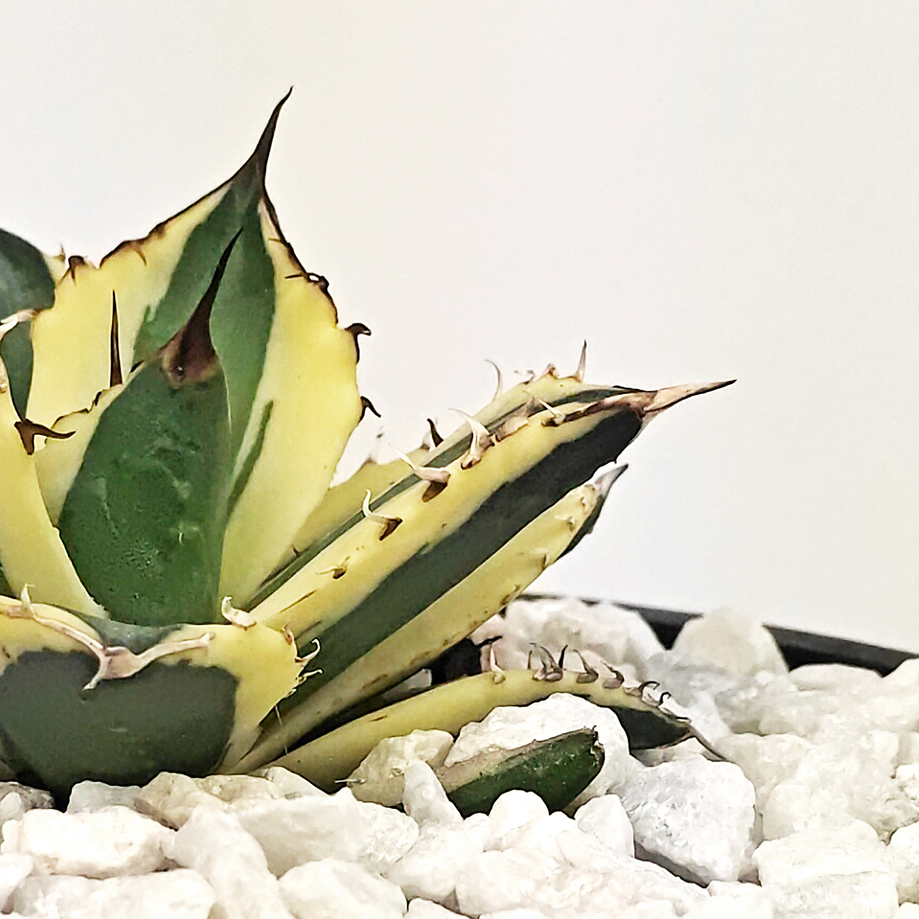 Agave titanota 'Snaggle Tooth' – Happy Valley Plants Agave titanota 'Snaggle Tooth' – Happy Valley Plants