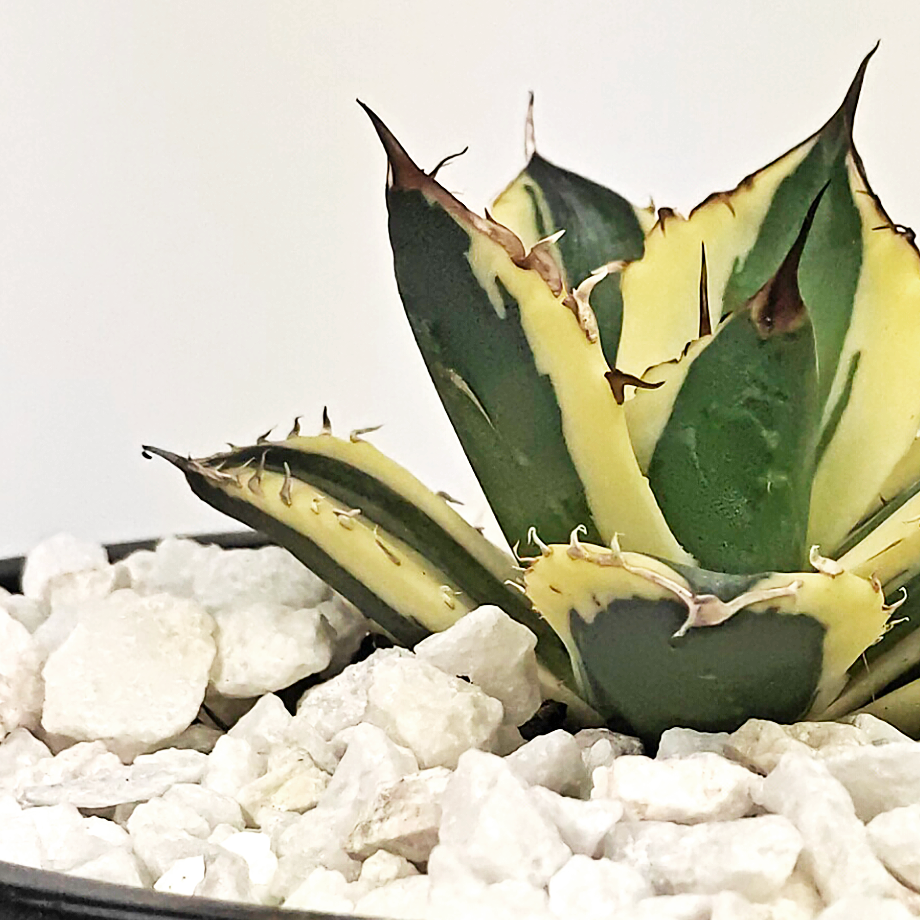 Agave titanota 'Snaggle Tooth' – Happy Valley Plants Agave titanota 'Snaggle Tooth' – Happy Valley Plants