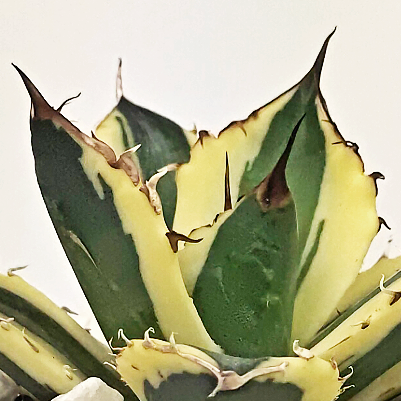 Agave titanota 'Snaggle Tooth' – Happy Valley Plants Agave titanota 'Snaggle Tooth' – Happy Valley Plants