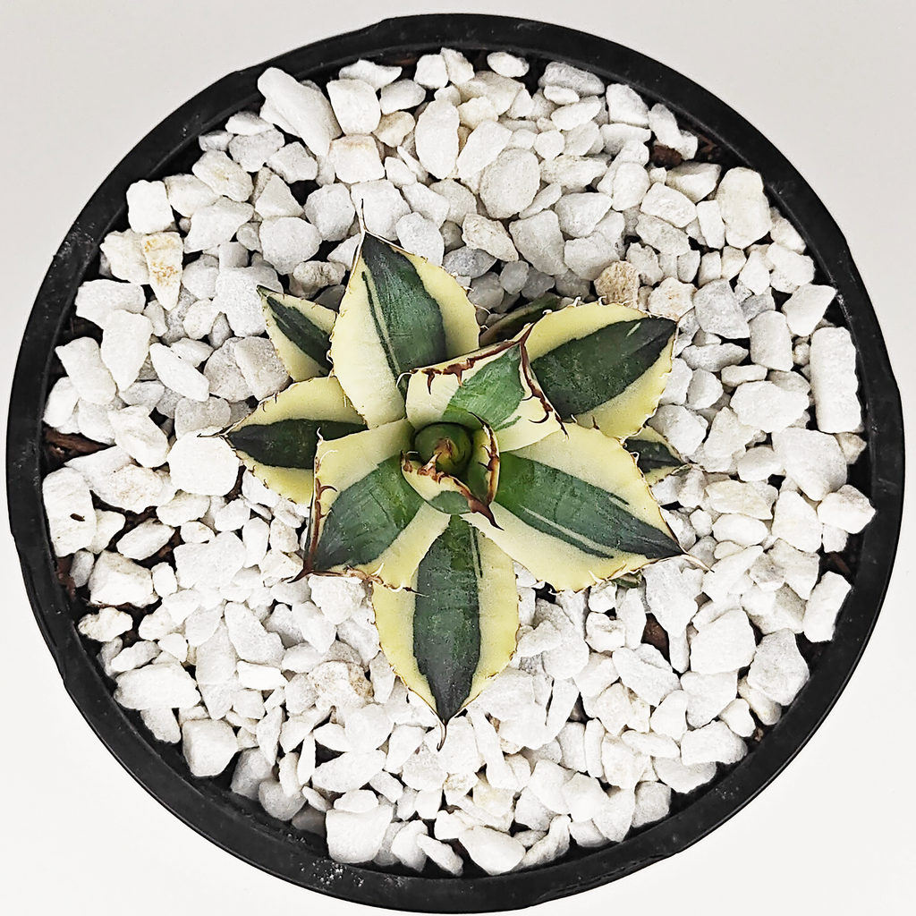 Top-down view of Agave titanota 'Snaggle Tooth' showcasing its unique variegated leaves with green centers and wide cream margins. The plant forms a uniform rosette with rusty red-brown spines, which lighten to cream as the plant matures. Ideal for full sun in cooler climates, but thrives in light shade in warmer areas