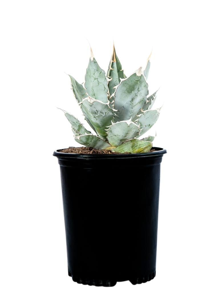 Full, high-angle shot of Agave titanota 'White Ice', featuring broad, pale gray/white-colored leaves with 1-inch terminal spines and curved marginal teeth. This medium-sized agave grows to 1-2 feet tall and 2-3 feet wide, thriving in full sun and well-drained soil. Its open rosette structure highlights its few, thick leaves with a unique color and shape.