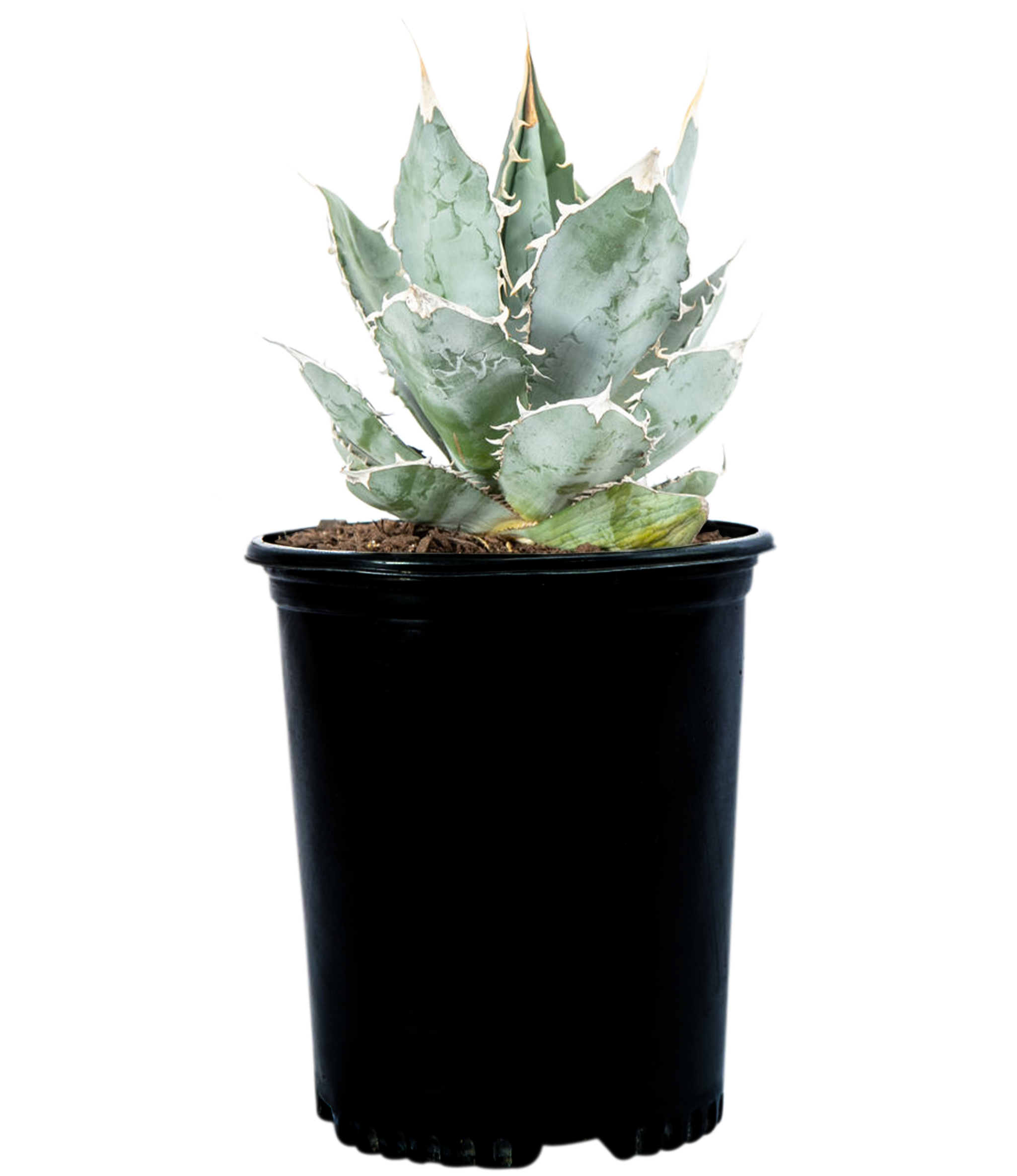 Agave titanota 'White Ice' – Happy Valley Plants Agave titanota 'White Ice' – Happy Valley Plants