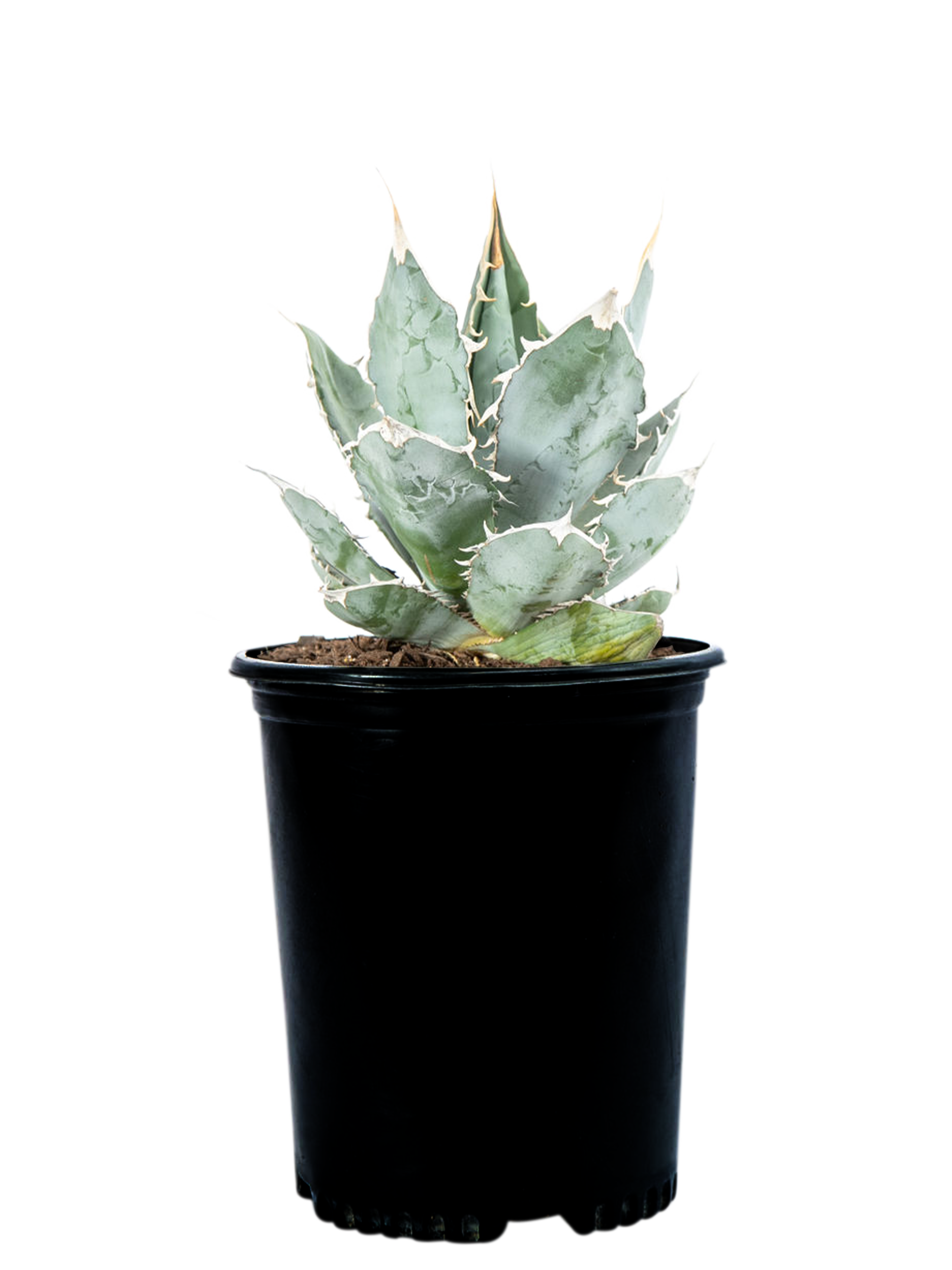 Agavetitanota_WhiteIce_Full_31