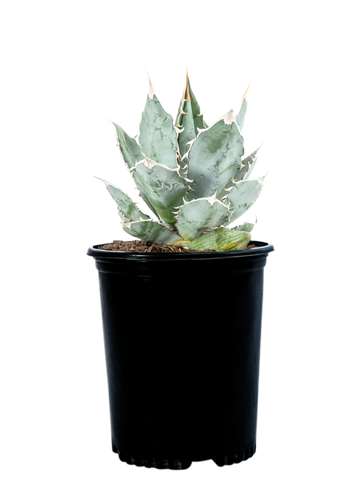 Full, high-angle shot of Agave titanota 'White Ice', featuring broad, pale gray/white-colored leaves with 1-inch terminal spines and curved marginal teeth. This medium-sized agave grows to 1-2 feet tall and 2-3 feet wide, thriving in full sun and well-drained soil. Its open rosette structure highlights its few, thick leaves with a unique color and shape.