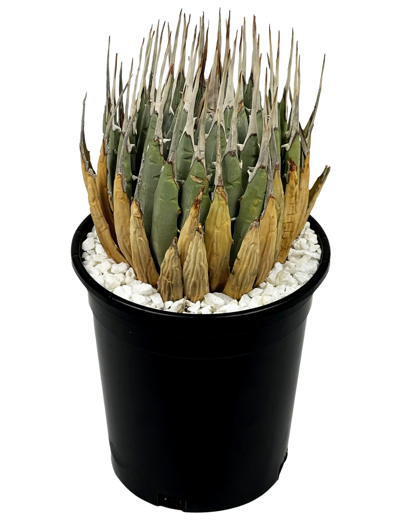 Full, high-angle view of Agave utahensis 'Eborispina,' displaying its long, ivory-colored twisting terminal spines and heavily toothed leaf margins. The small, clump-forming agave has narrow, pale green leaves with a striking, textured appearance, growing in a compact, spread-out formation.