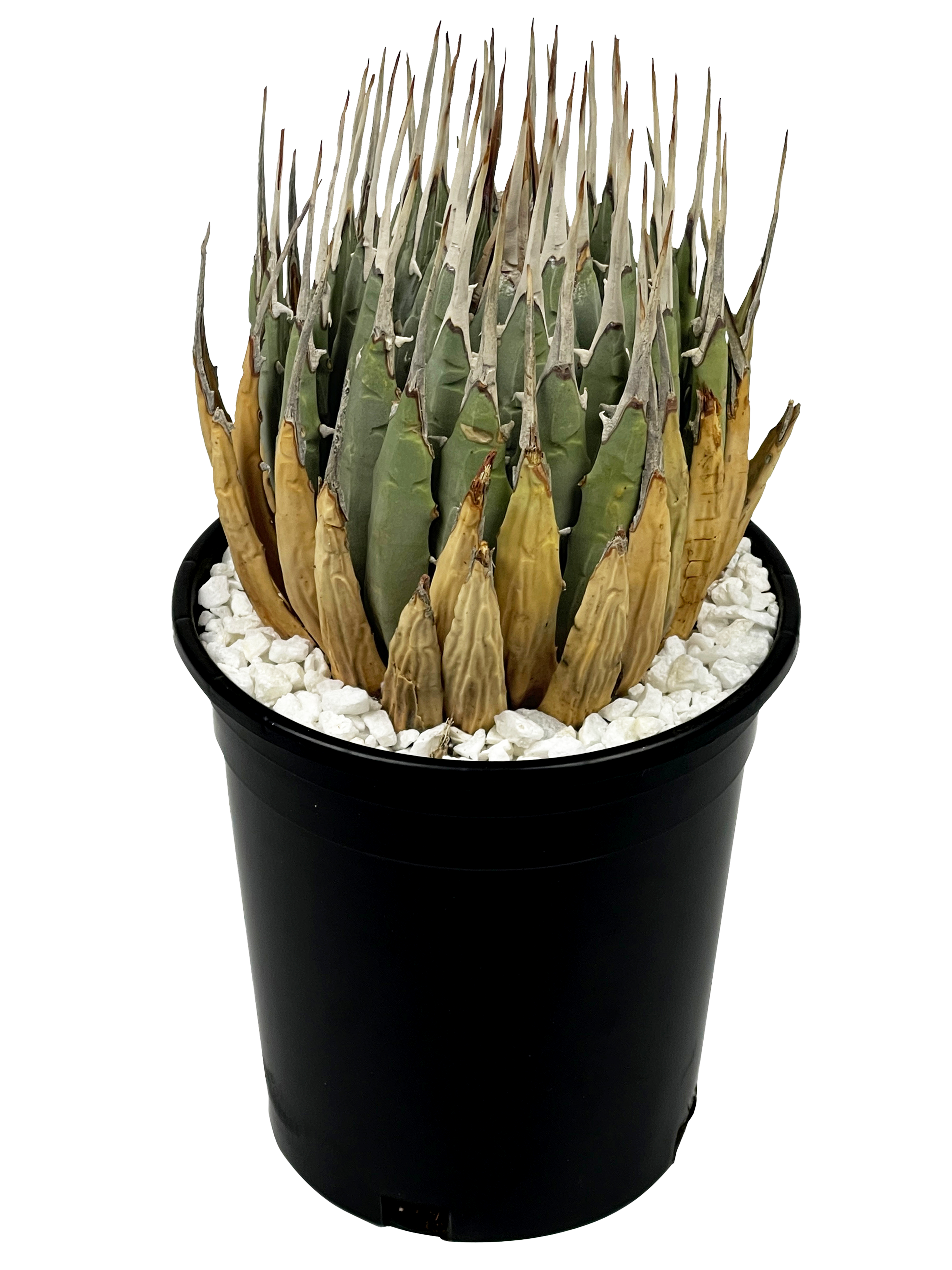 Agave utahensis v. eborispina - Utah Agave – Happy Valley Plants Agave utahensis v. eborispina - Utah Agave – Happy Valley Plants