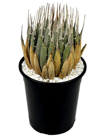 Full, high-angle view of Agave utahensis 'Eborispina,' displaying its long, ivory-colored twisting terminal spines and heavily toothed leaf margins. The small, clump-forming agave has narrow, pale green leaves with a striking, textured appearance, growing in a compact, spread-out formation.