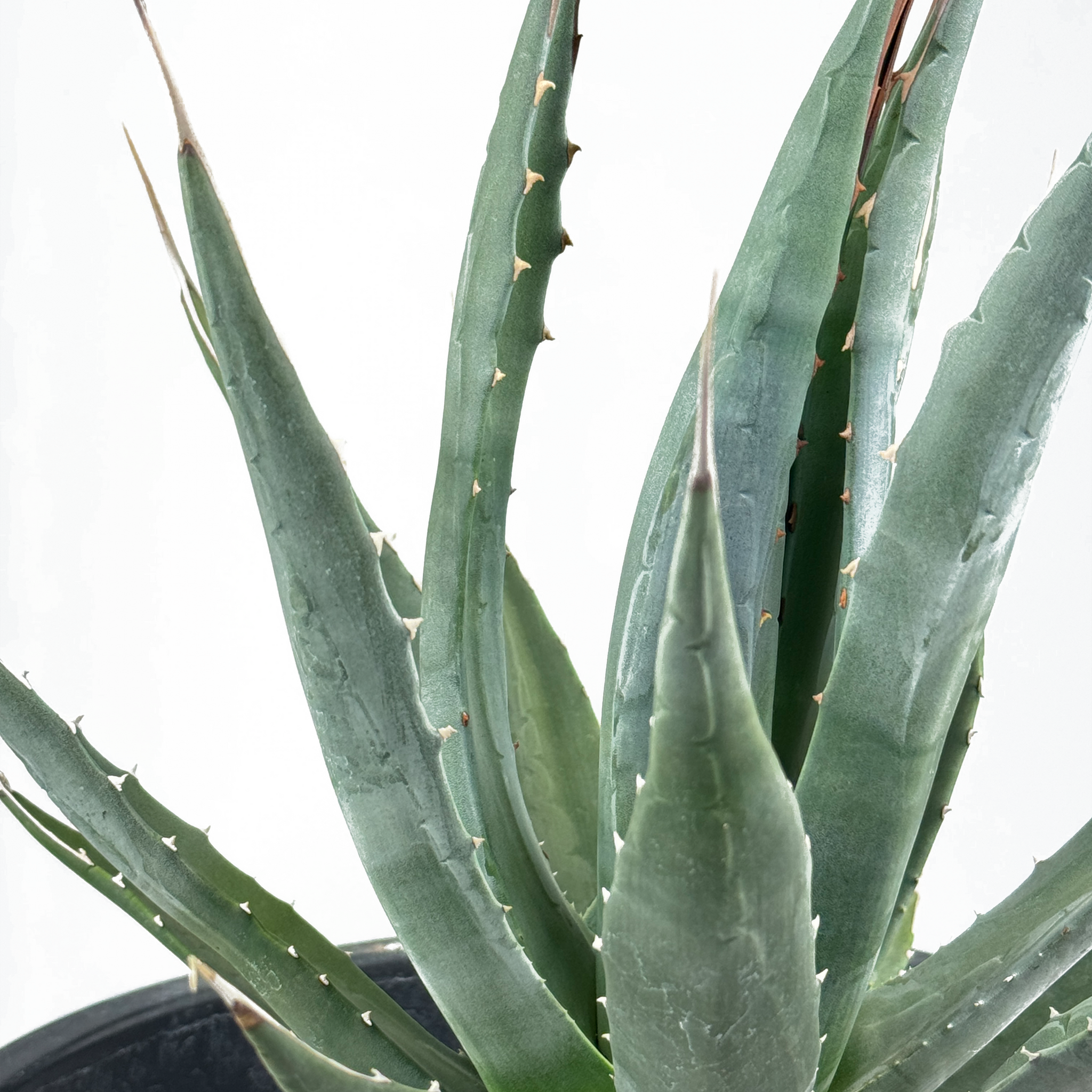 aloe vera plant utah Agave utahensis ssp. kaibabensis – Happy Valley Plants