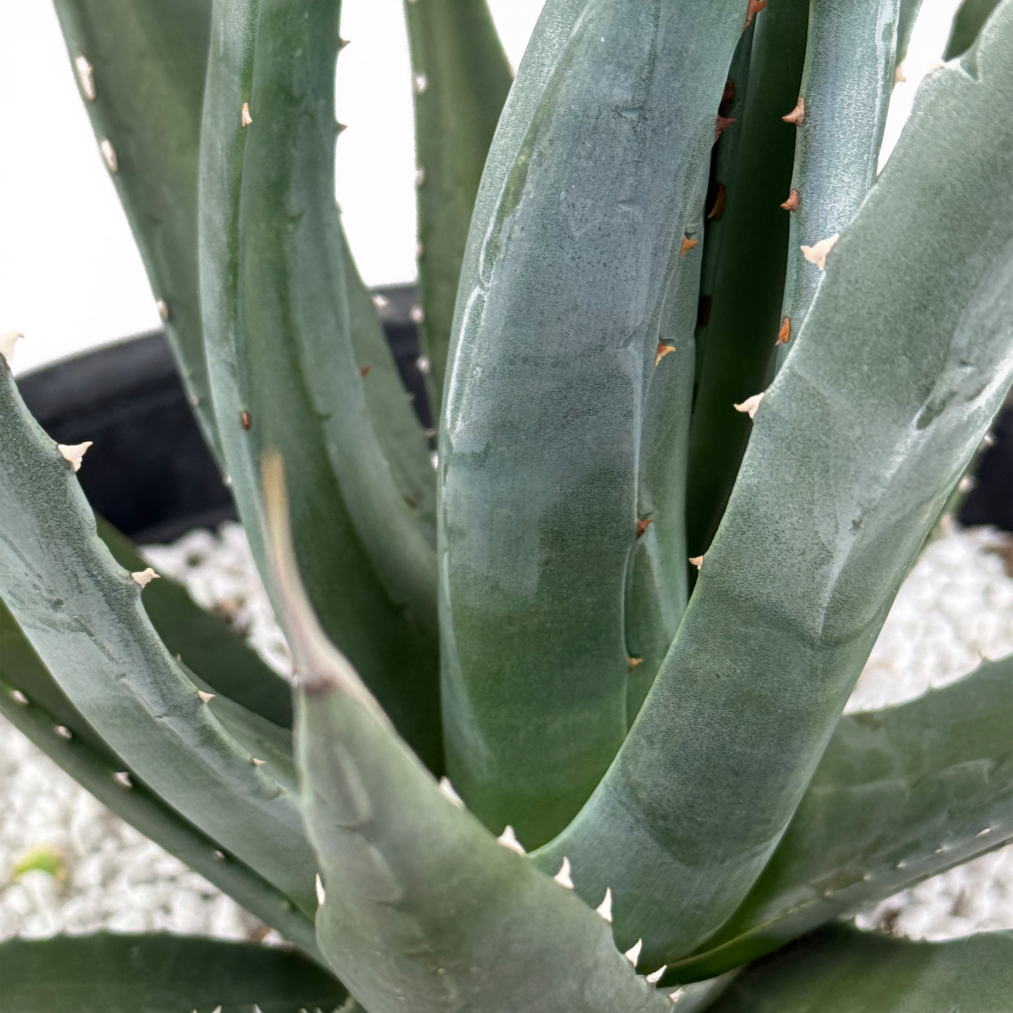 Agave utahensis ssp. kaibabensis – Happy Valley Plants