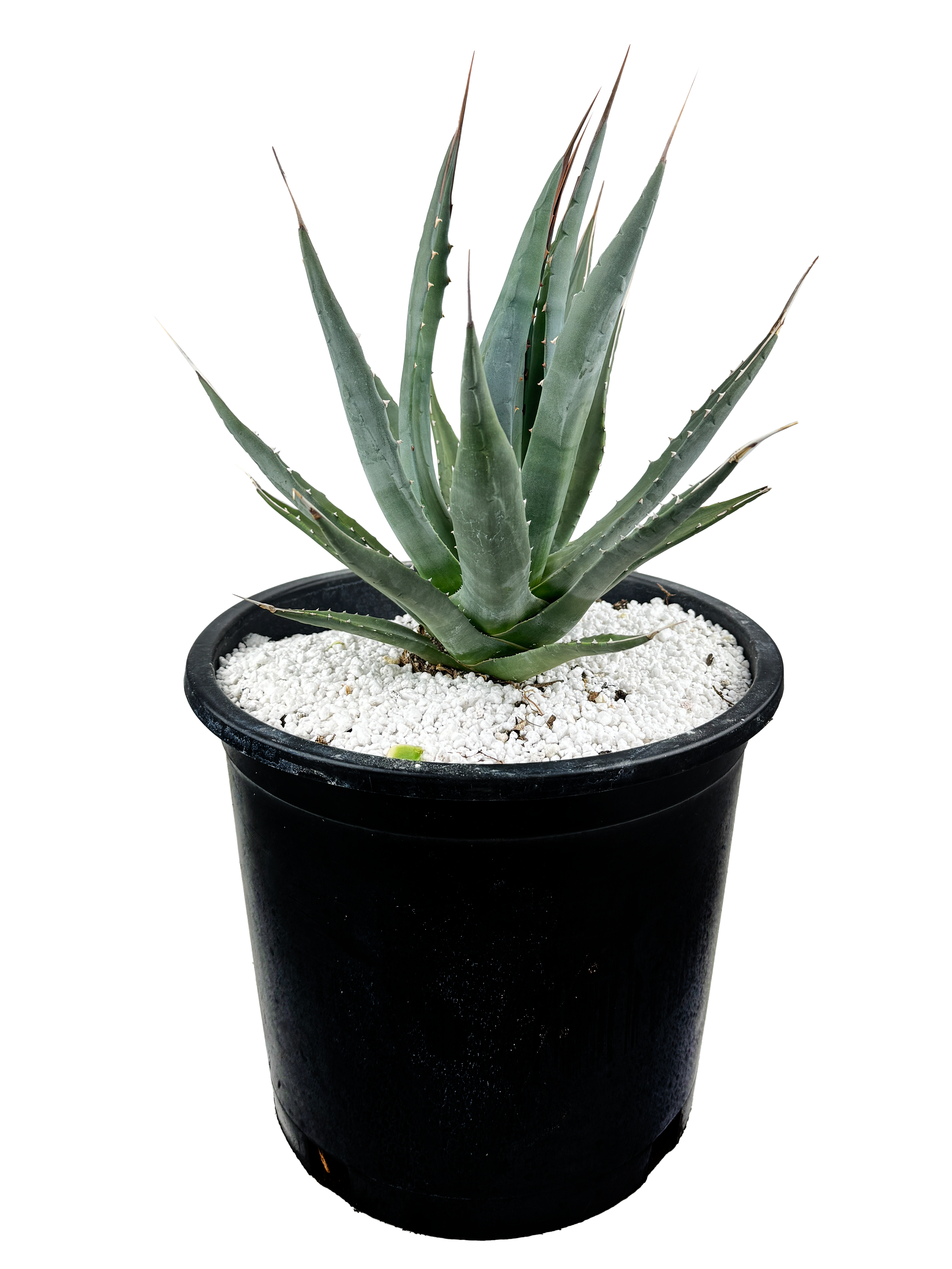 アガベ・ユタエンシス・カイバベンシス （Agave utahensis var. kaibabensis） Agave utahensis ssp. kaibabensis – Happy Valley Plants