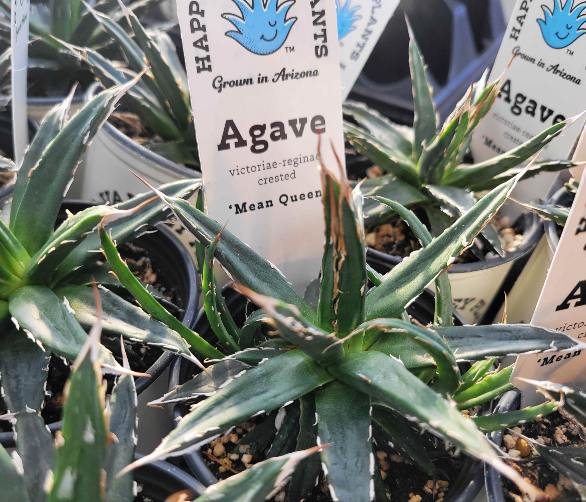 Agave victoriae-reginae crested - 'Mean Queen' – Happy Valley Plants