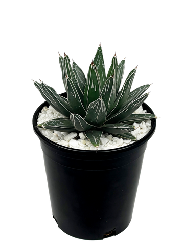 Full, high-angle view of Agave victoriae-reginae, showcasing its geometric rosette shape with thick, triangular leaves. The plant's dense, symmetrical form radiates a stunning structure, ideal for containers or landscaping in full to part sun with minimal water. A rare and slow-growing agave that thrives in USDA hardiness zones 8-11