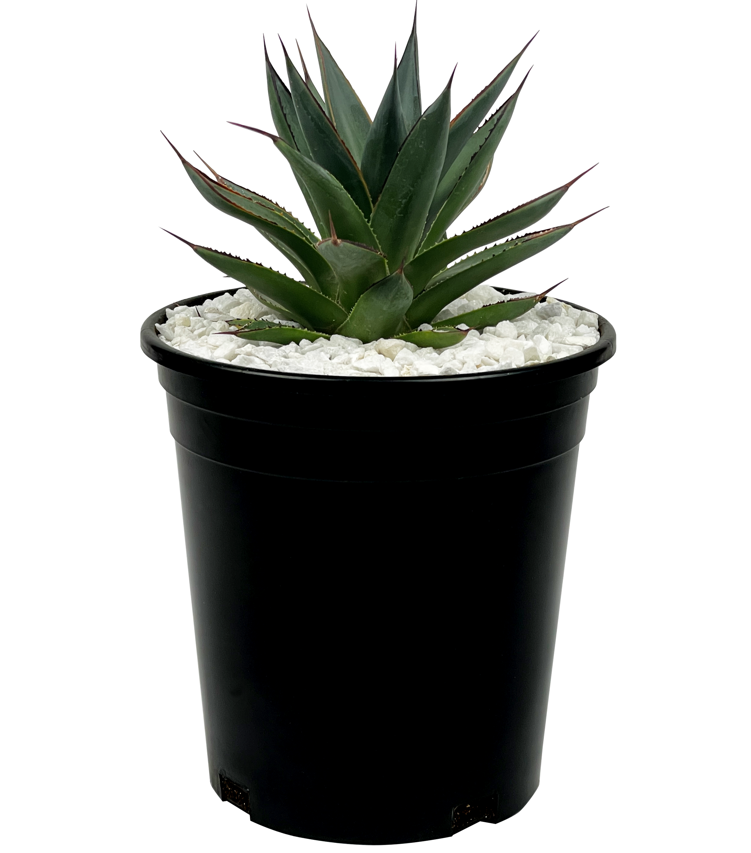 Agave x 'Blue Glow' – Happy Valley Plants