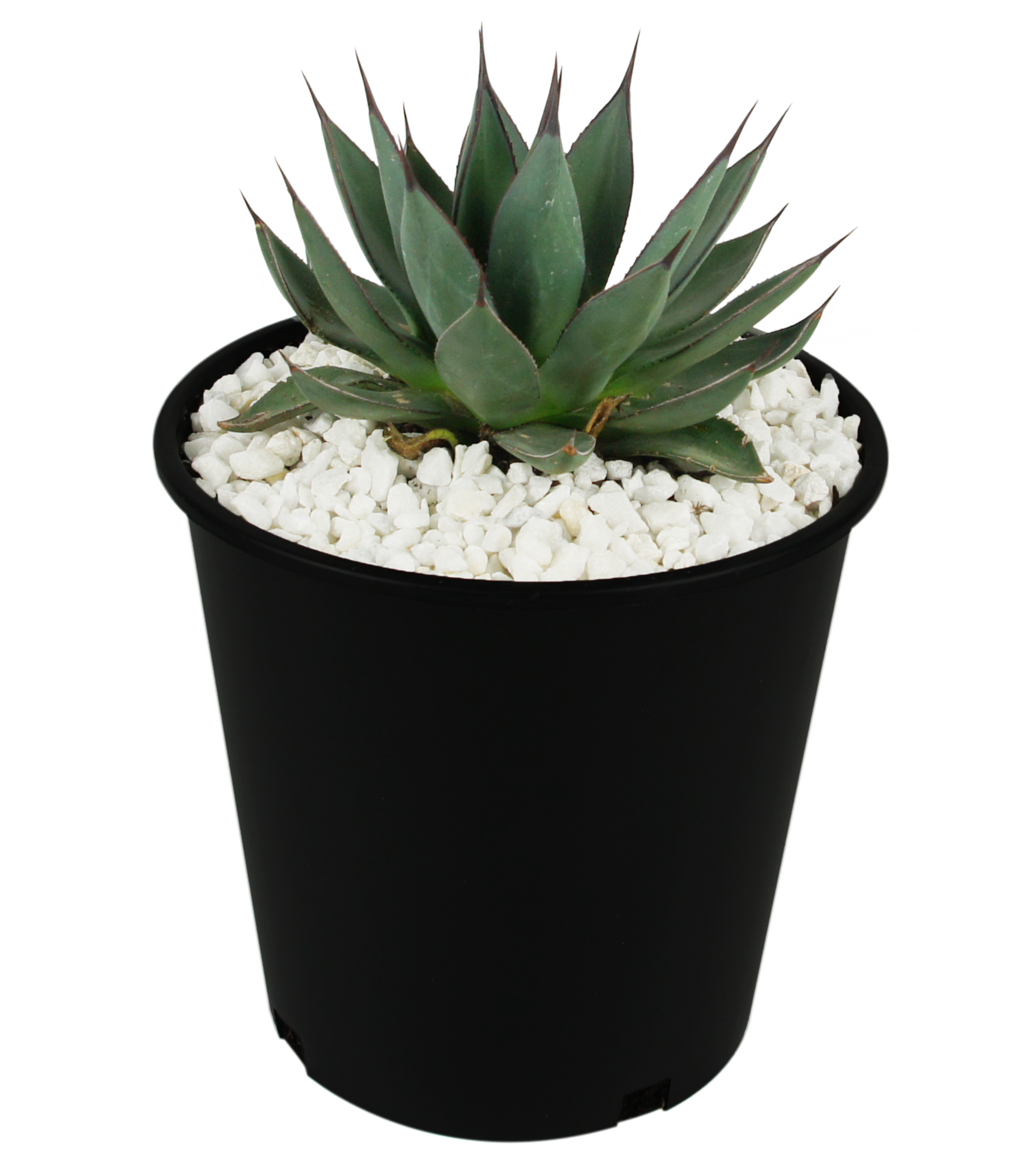 agave blue ember Agave x 'Blue Ember'