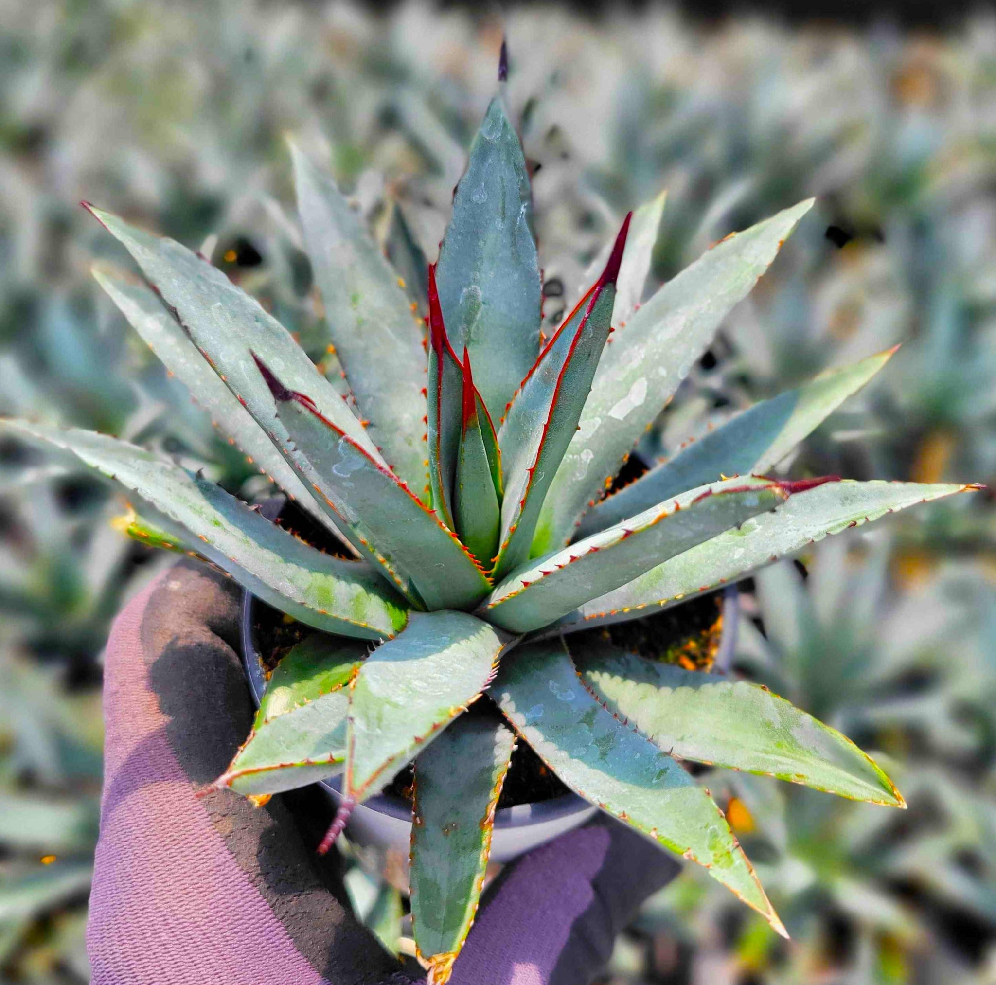 Agave x 'Little Shark' – Happy Valley Plants