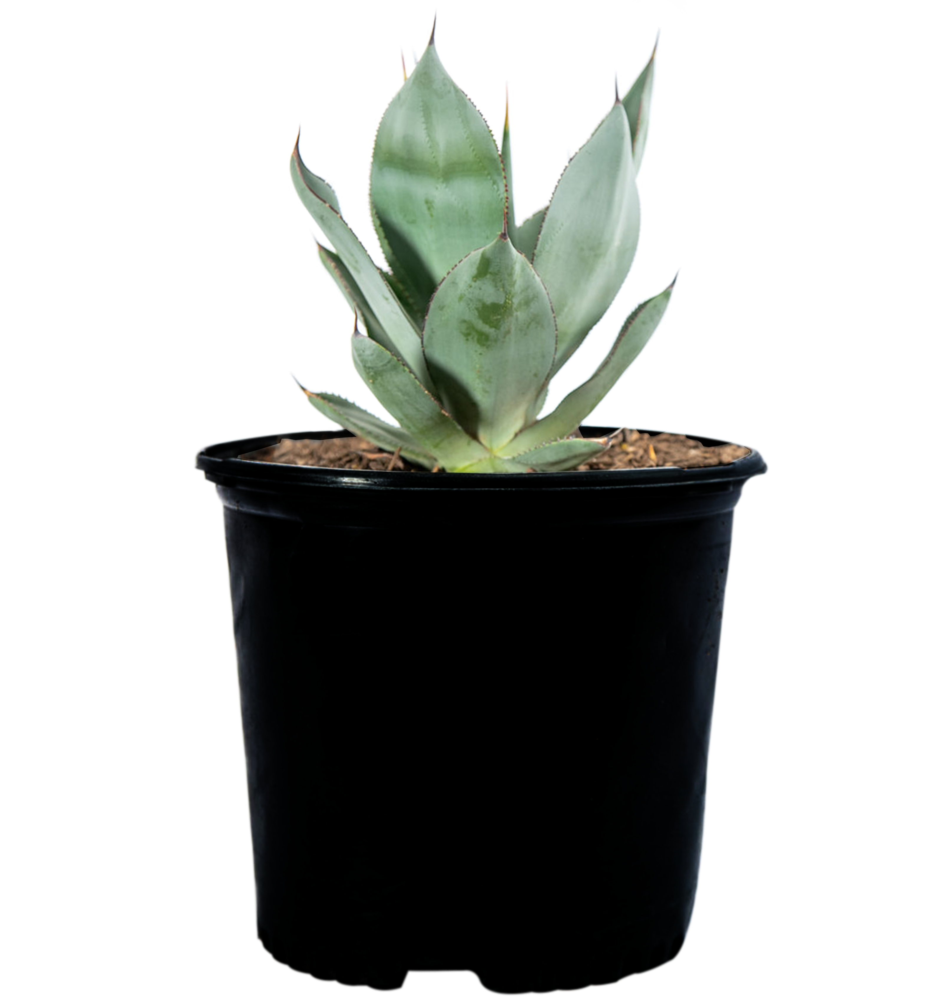Agave x 'Nova' – Happy Valley Plants
