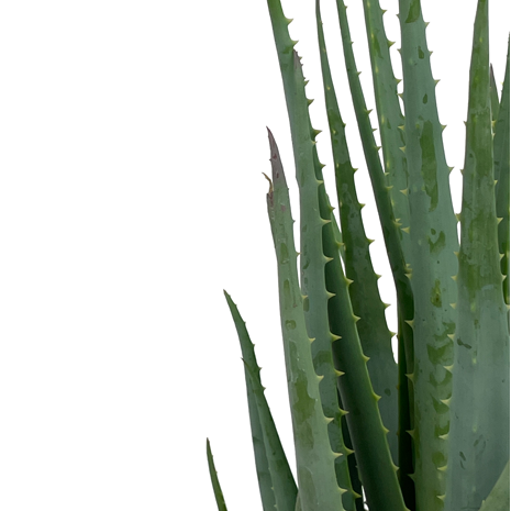 Aloe brevifolia 'Blue Elf' – Happy Valley Plants