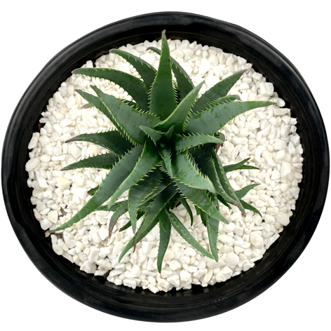 Top down view of Aloe brevifolia hybrid, highlighting its rosette-shaped clusters of narrow, spiny leaves with a distinctive blue-green hue. The plant's tidy, symmetrical form is ideal for containers or as a landscape accent, growing up to 1.5 feet tall and 2 feet wide.