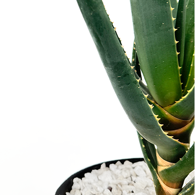 Aloe x 'Hercules'