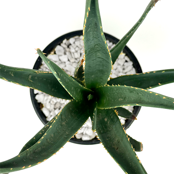 extra large aloe vera plant Aloe x 'Hercules'
