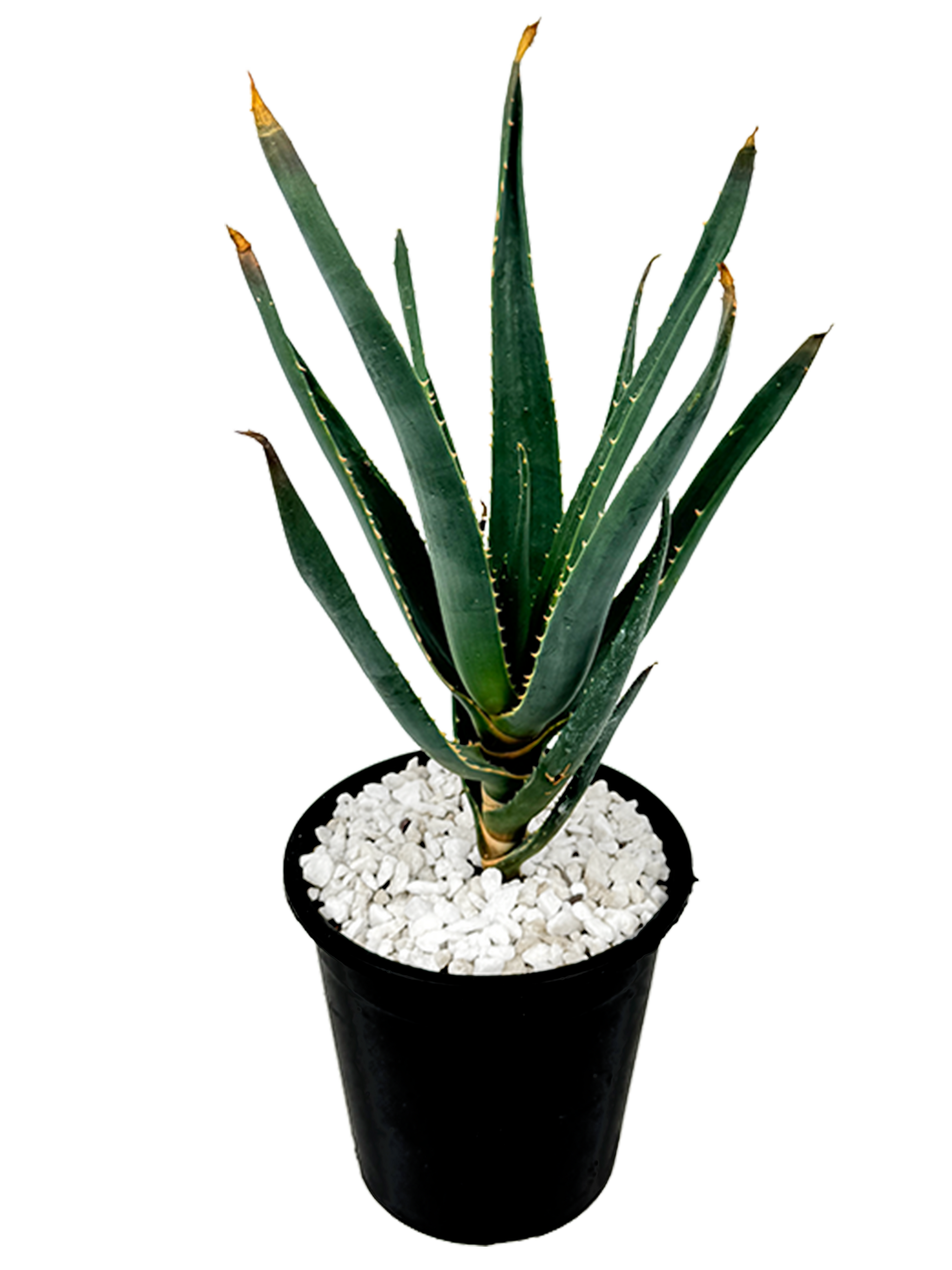 Arizona-Grown, drought tolerant Agaves and Cacti – Happy Valley Plants