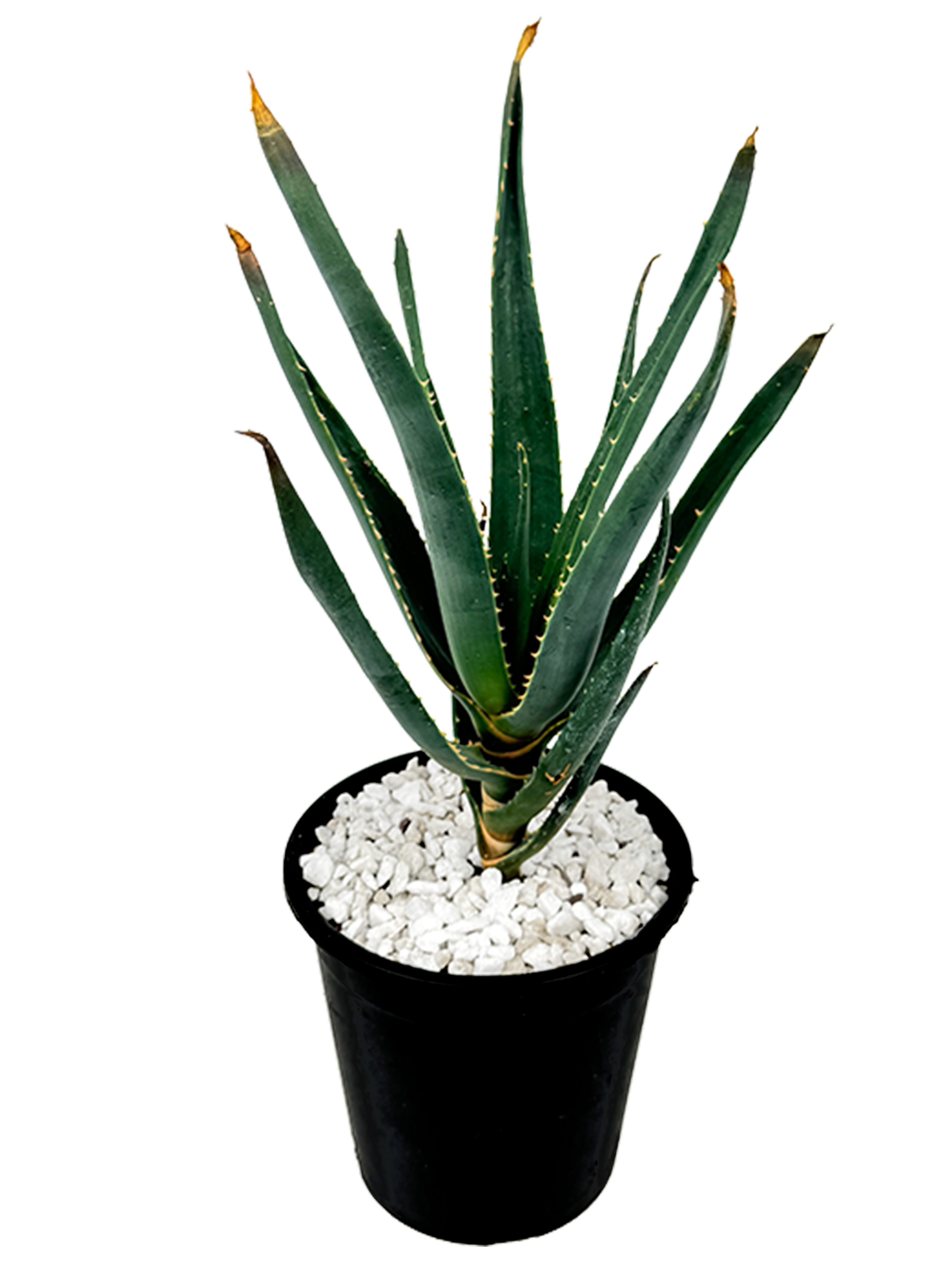 Aloe x 'Hercules'