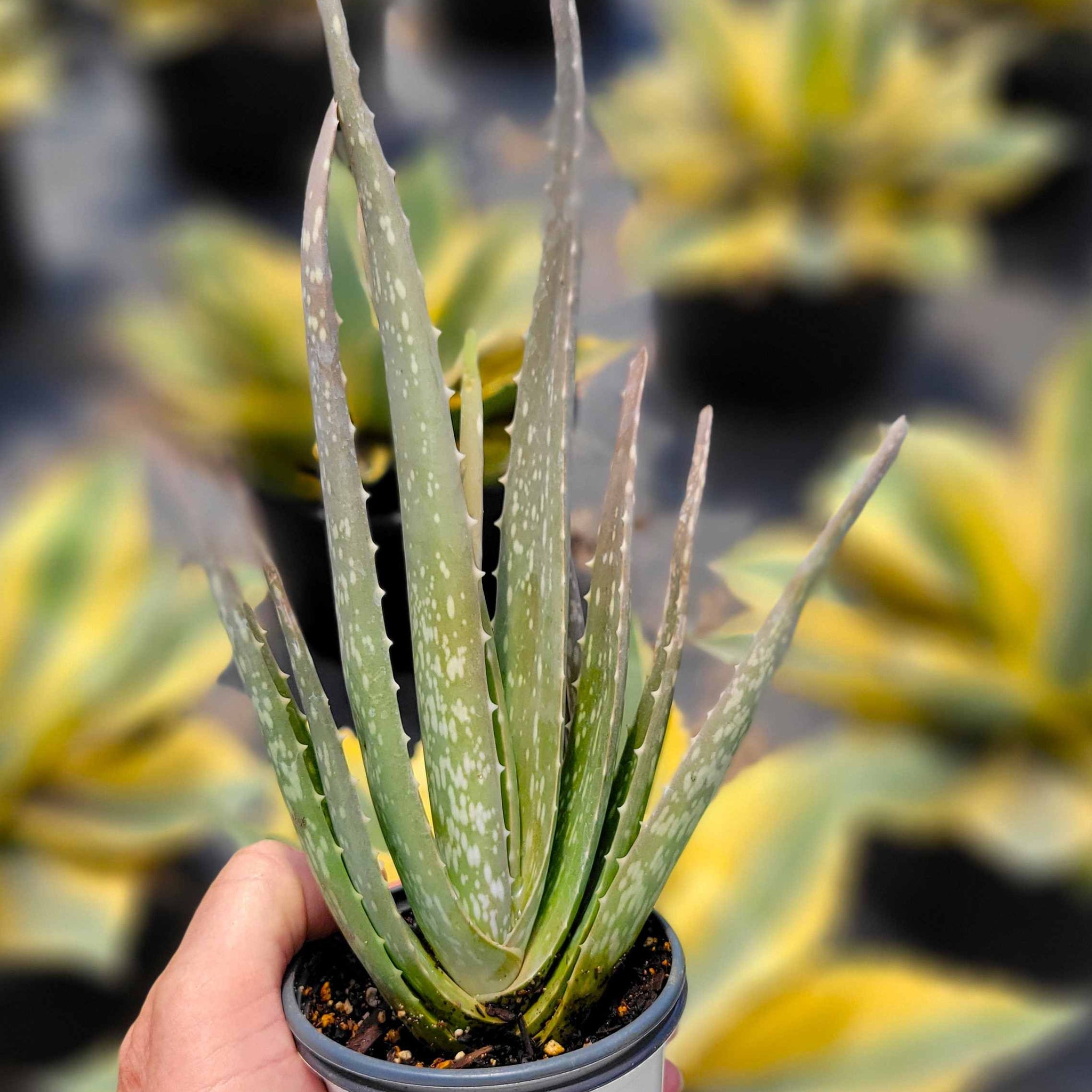 aloe vera pics plant Aloe barbadensis