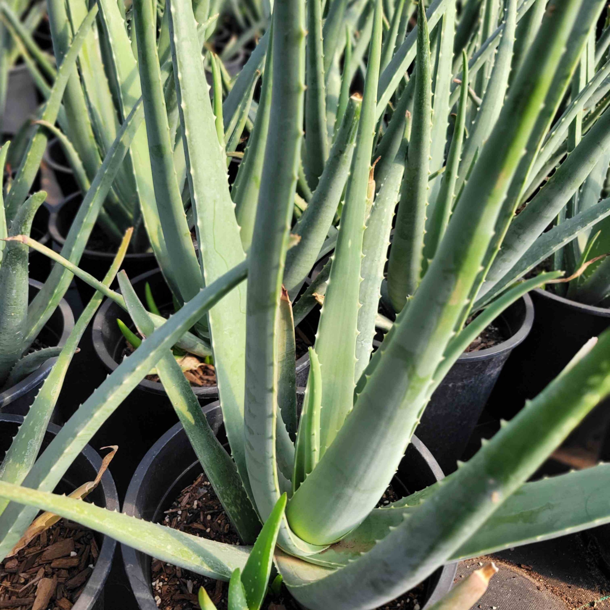 Aloe barbadensis