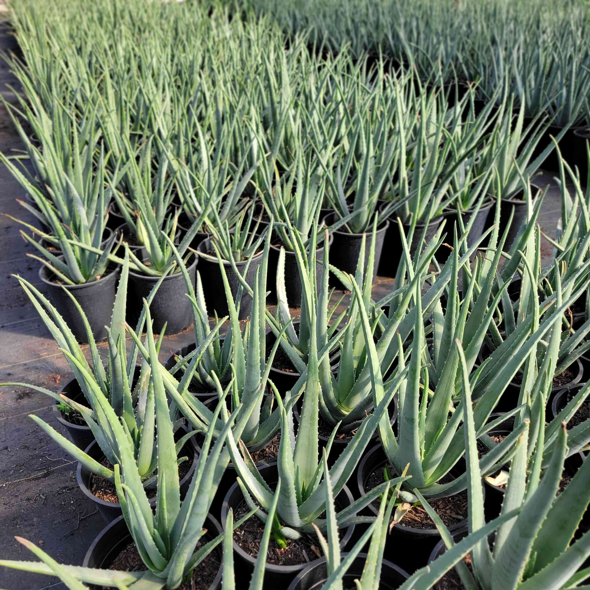 aloe vera plant for sale Aloe barbadensis