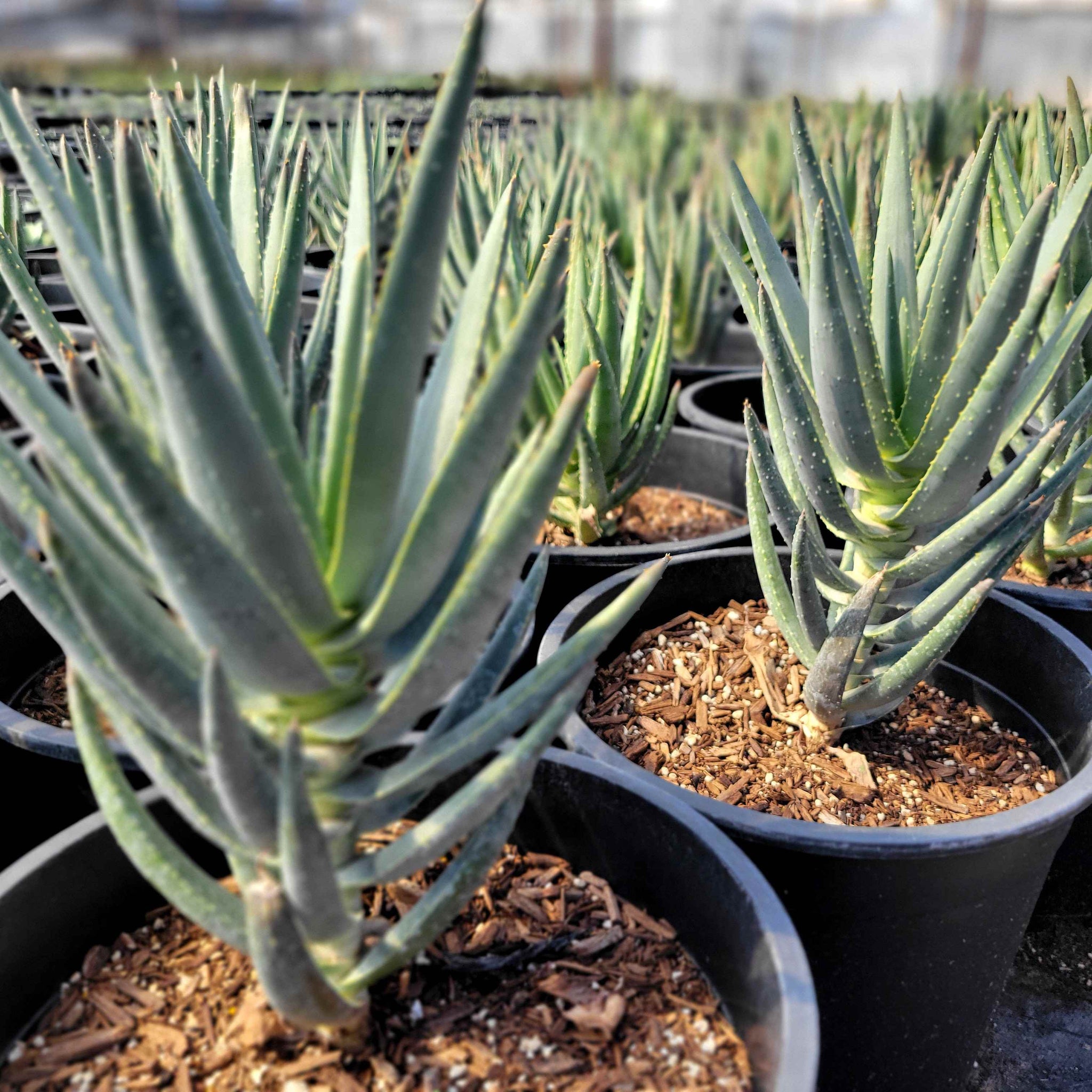 aloe bonsai trees Aloe dichotoma