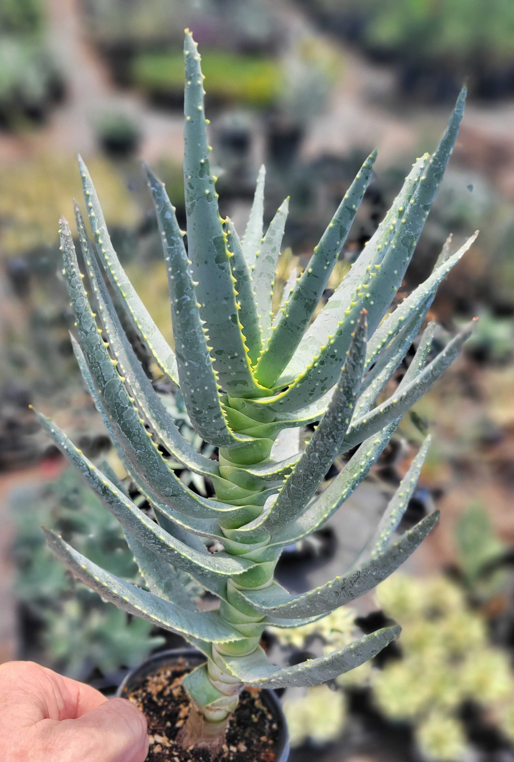 aloe vera plant with spikes Aloe dichotoma
