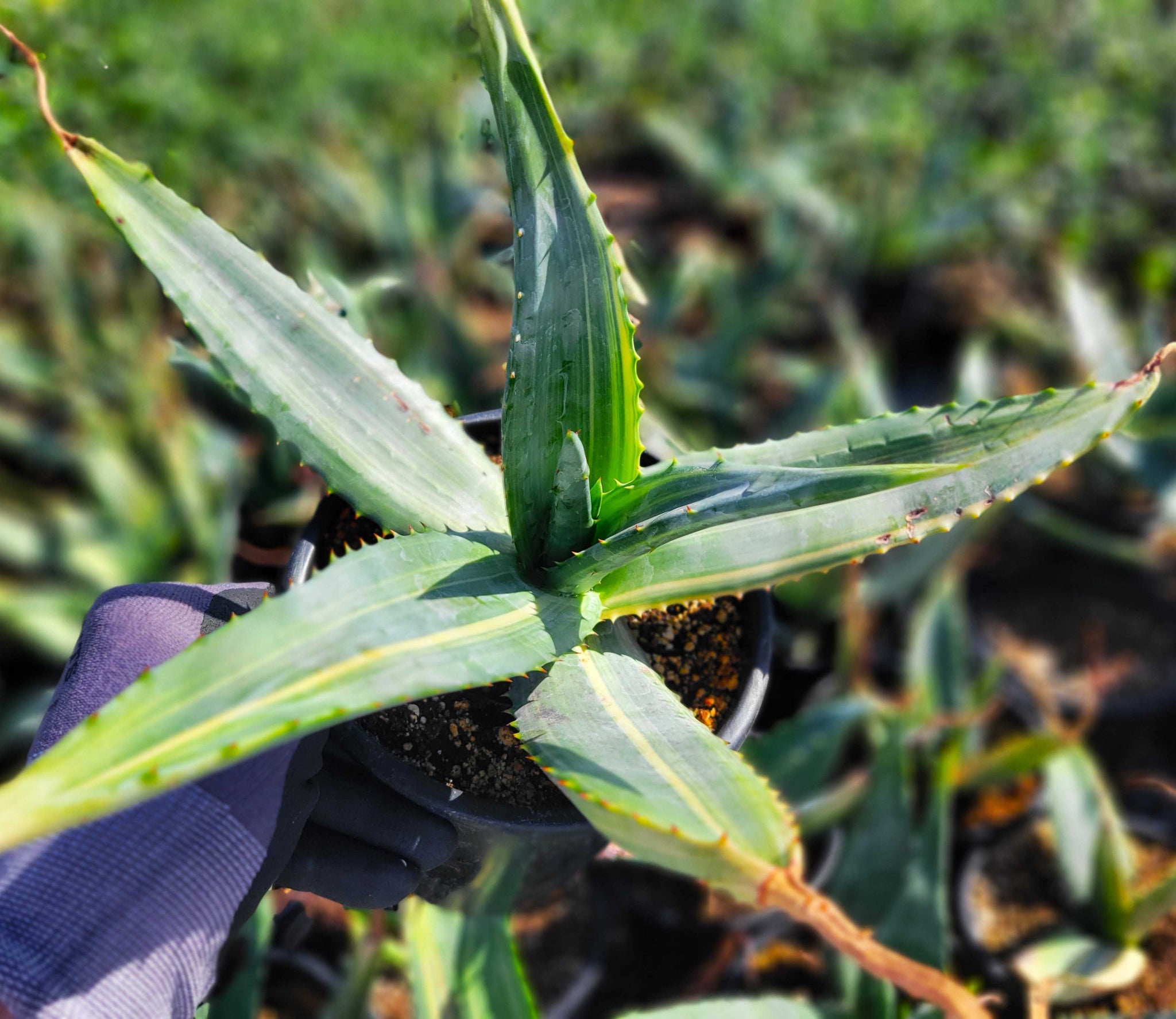 variegated aloe vera plant Variegated Aloe ferox – Happy Valley Plants