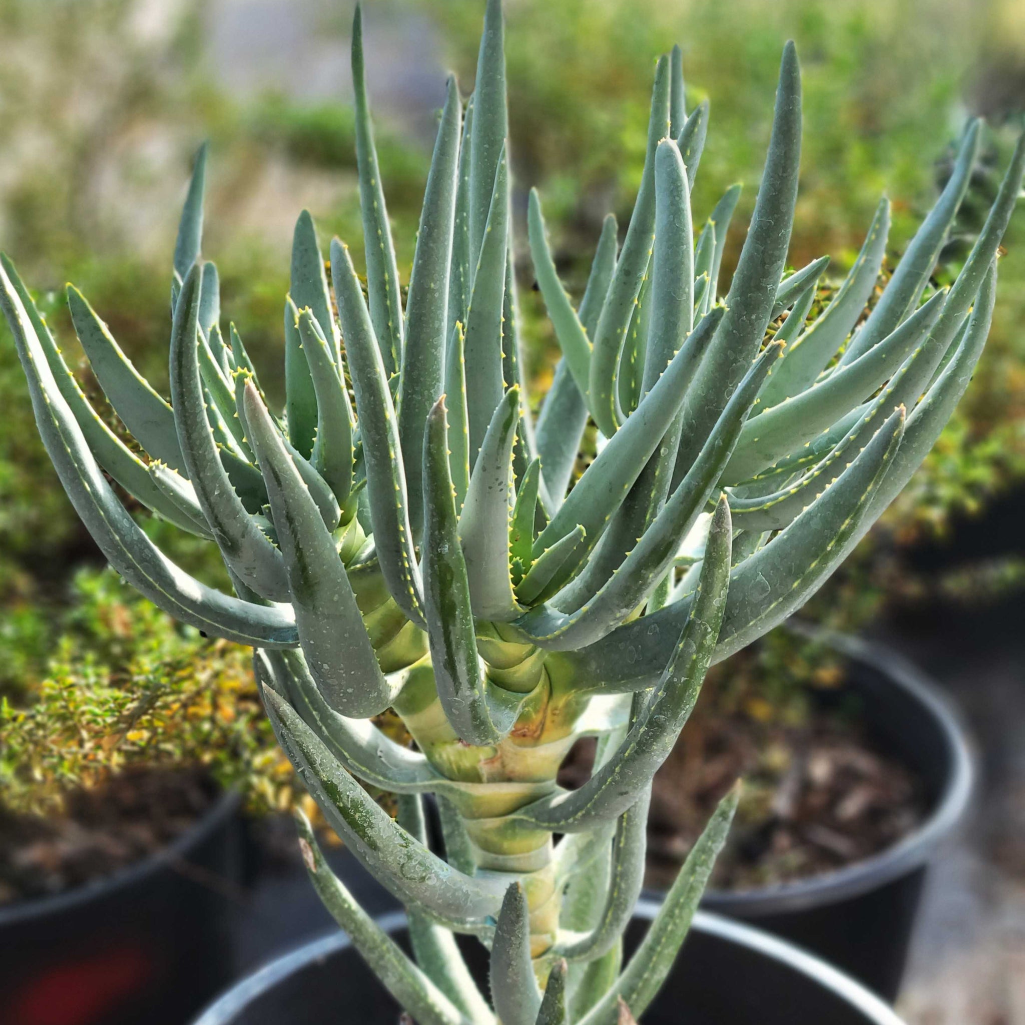 Aloe ramosissima - Maiden's quiver tree  Happy Valley Plants